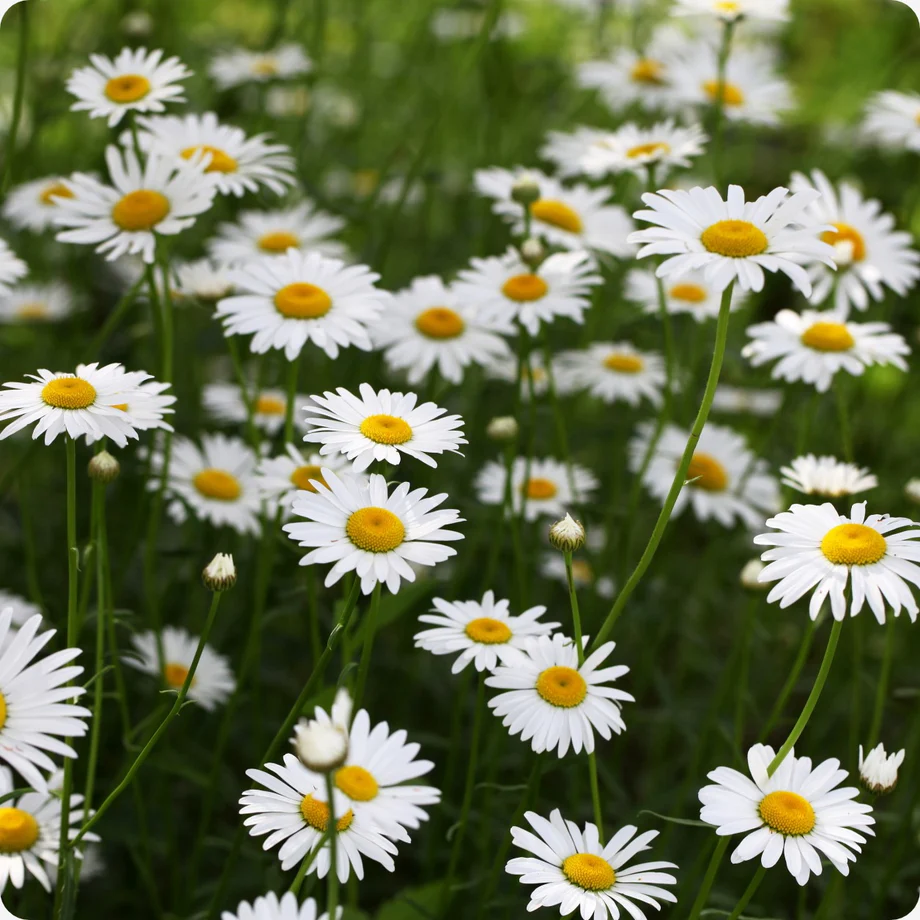 Daisy Flowers - Various