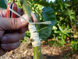 Atelier Greffe et bouturage