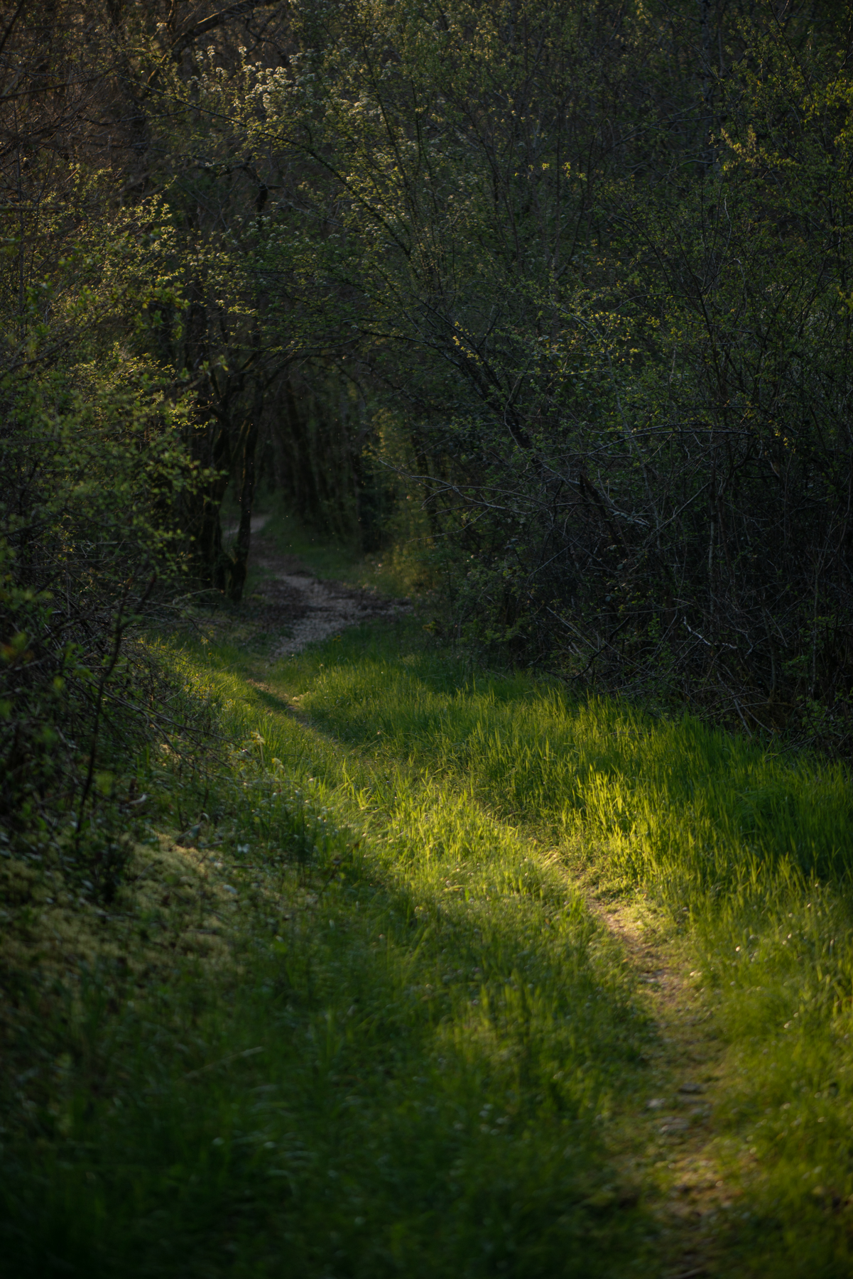 Bain de forêt, initié par Oli, 3 h