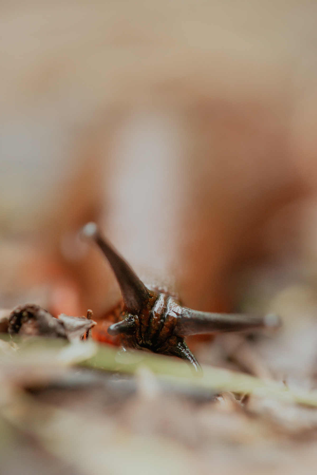Atelier Photo Macro, initié par Oli, 4 h
