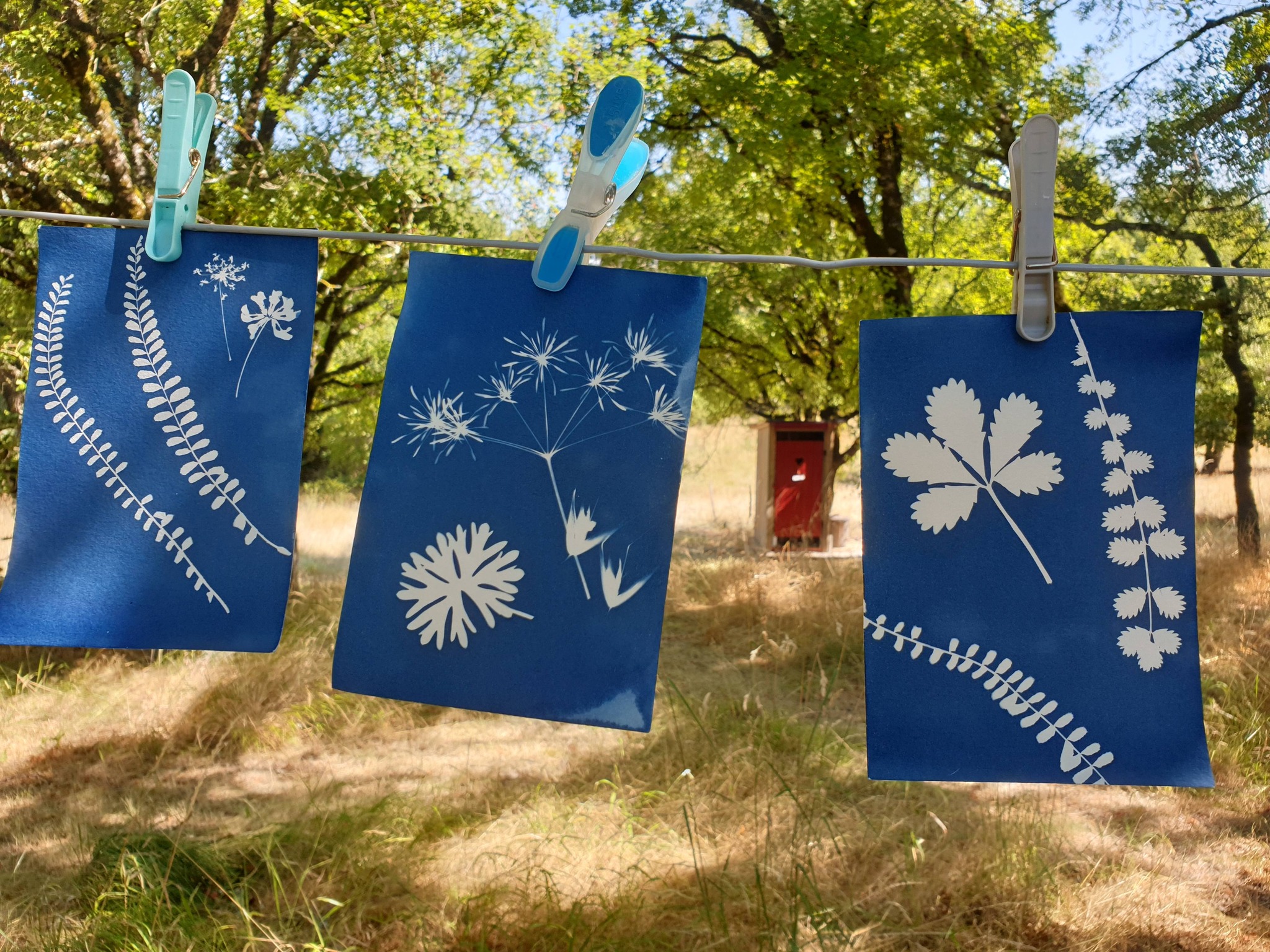 Atelier Empreinte végétale cyanotype