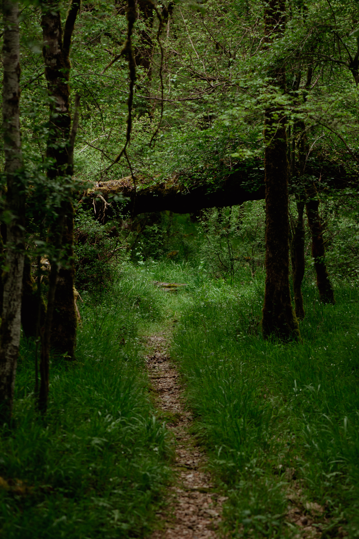 Ballade en forêt, initié par Oli, 2h