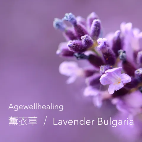 agewellhealing 薰衣草精油 / 20ml