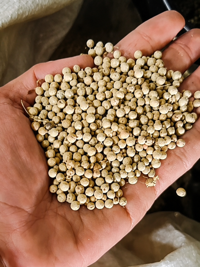 Whole White Peppercorns