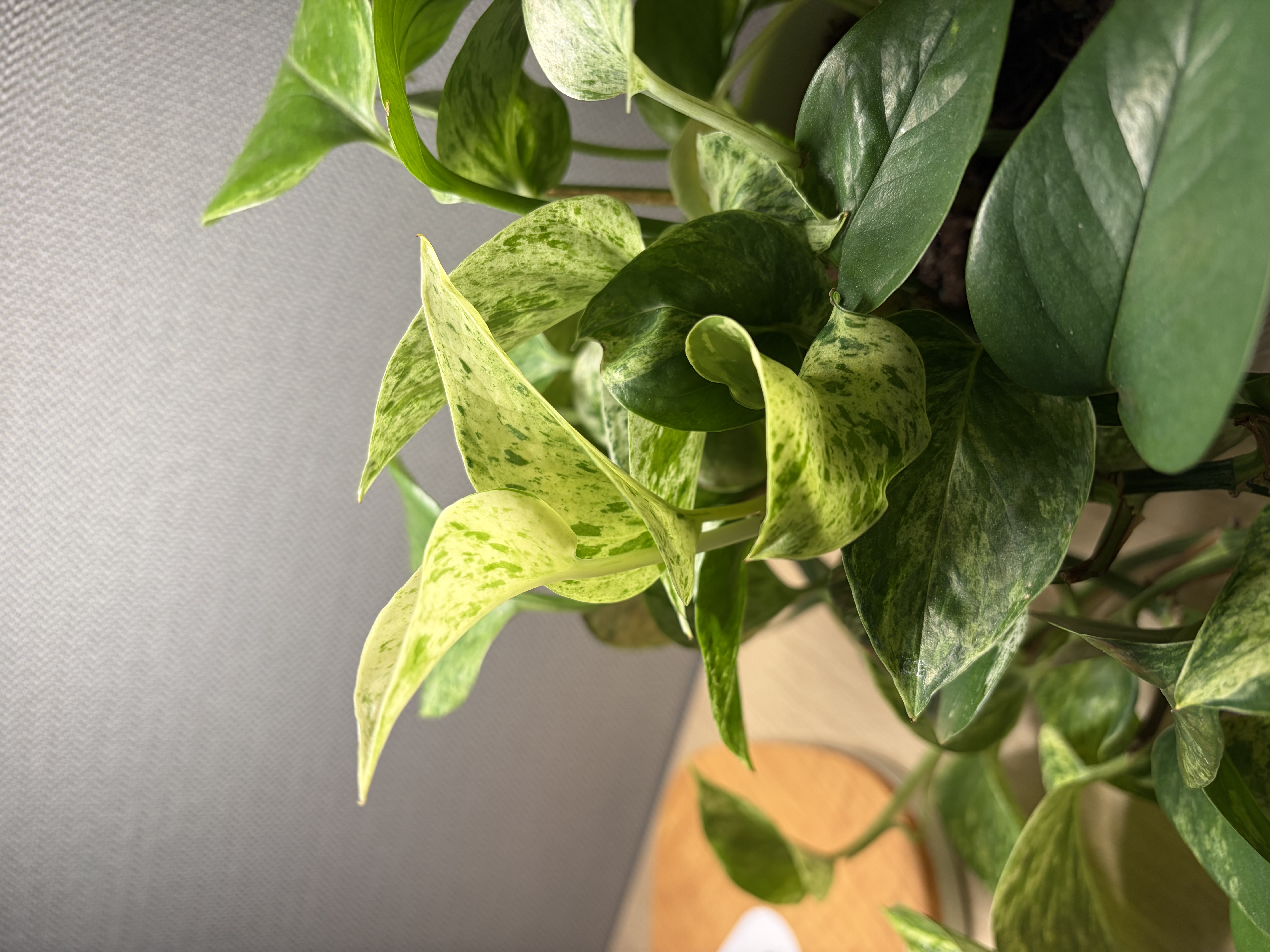 Golden Pothos Plant
