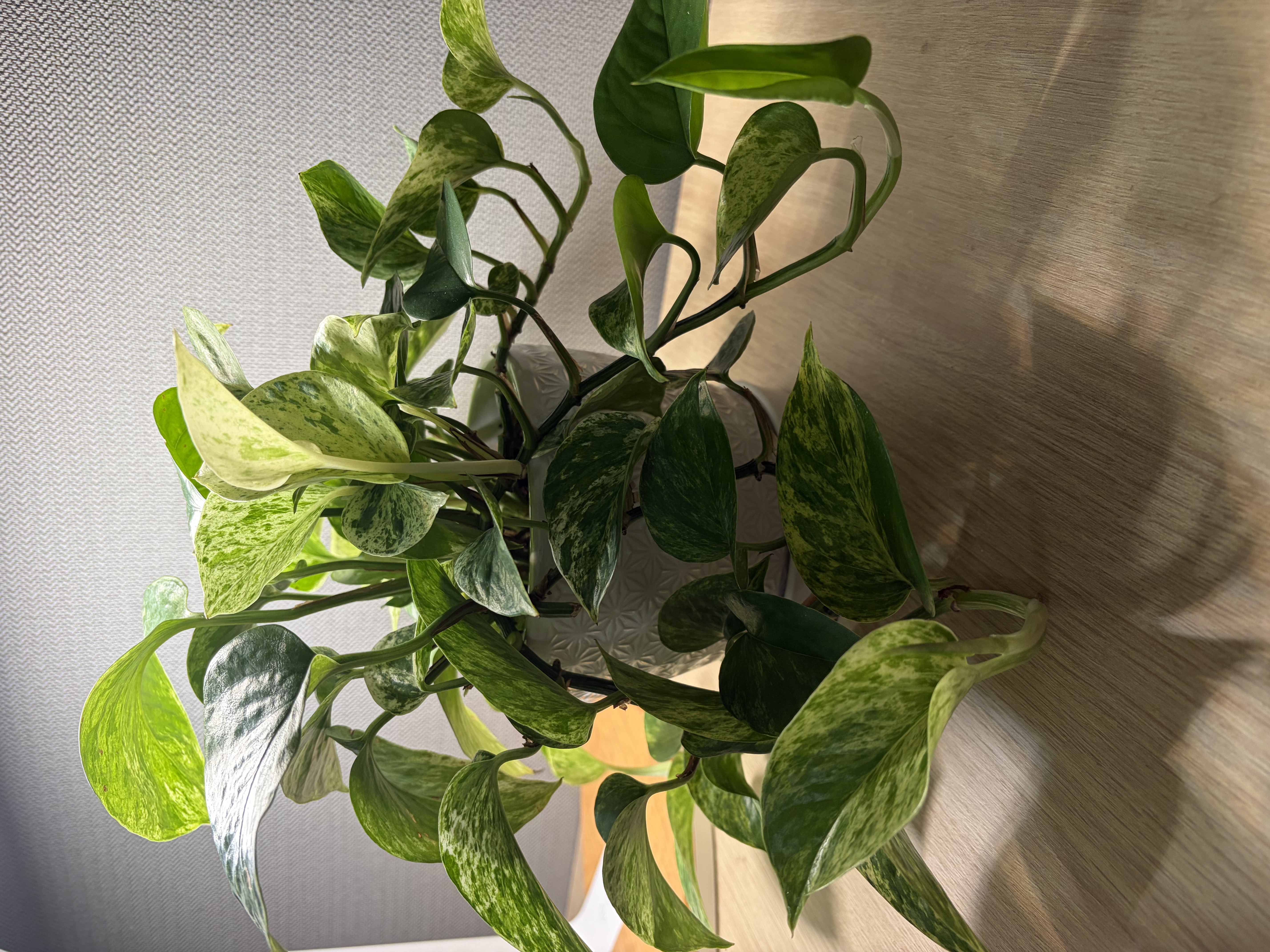 Golden Pothos Plant