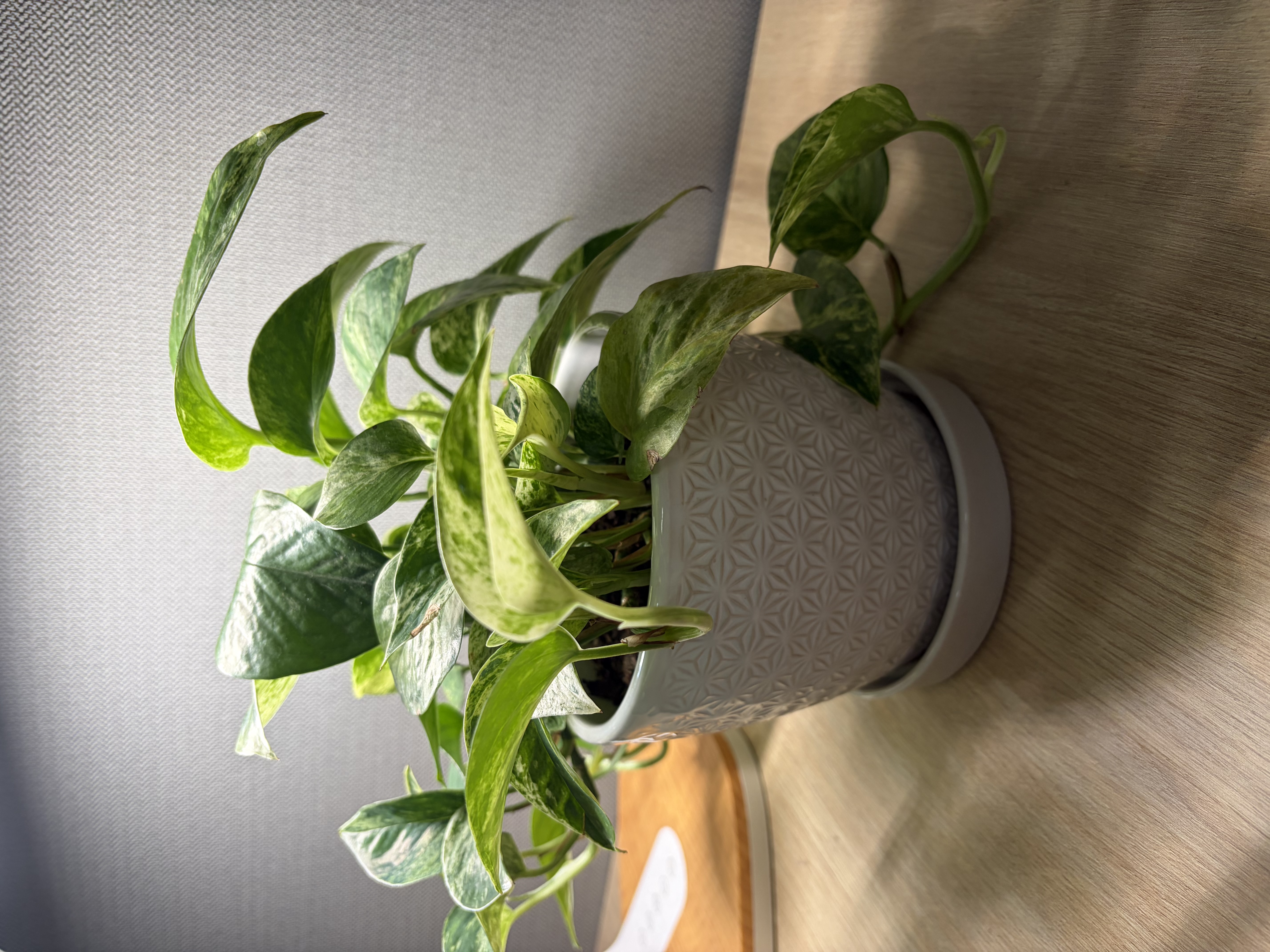 Golden Pothos Plant
