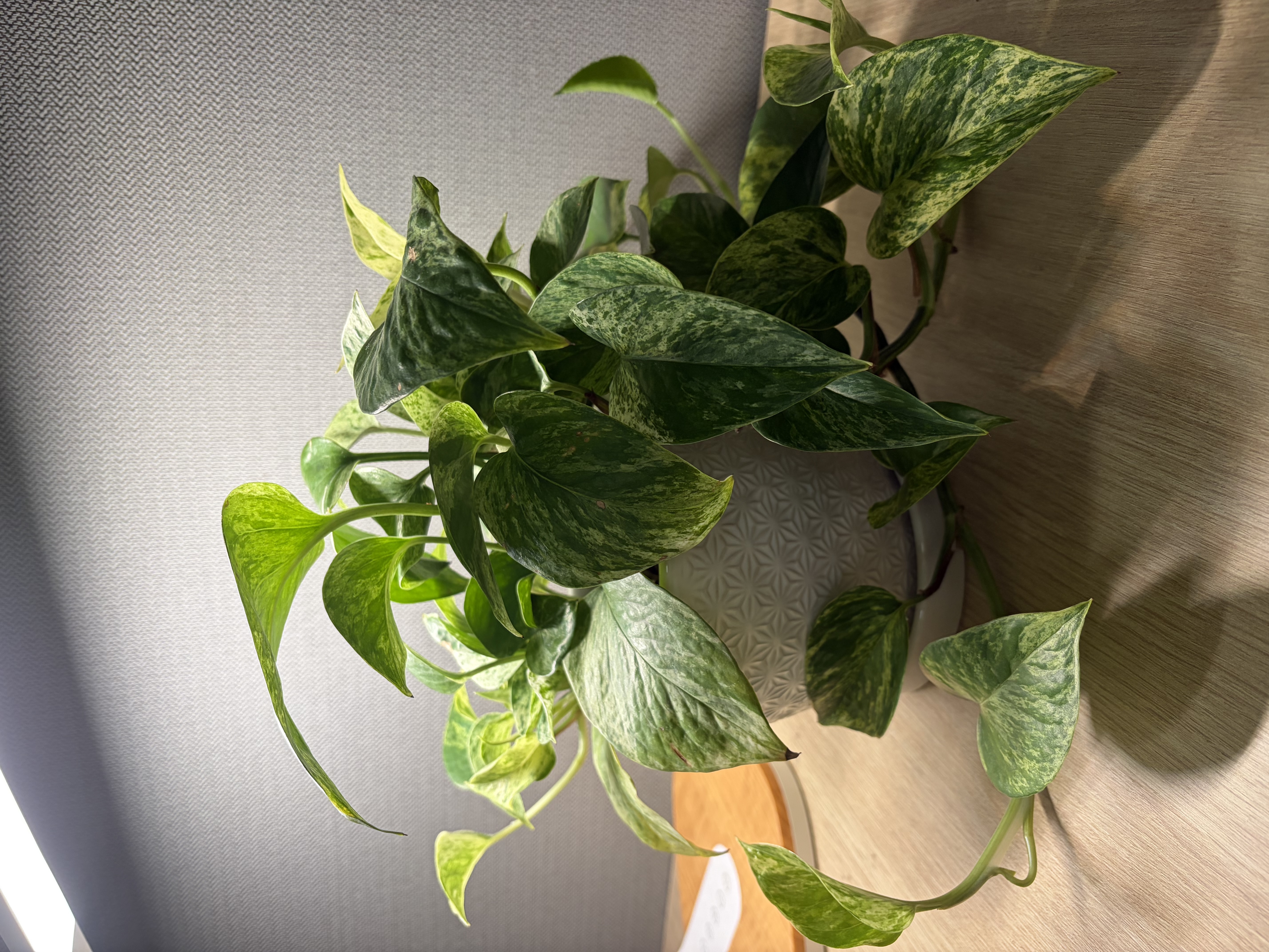 Golden Pothos Plant
