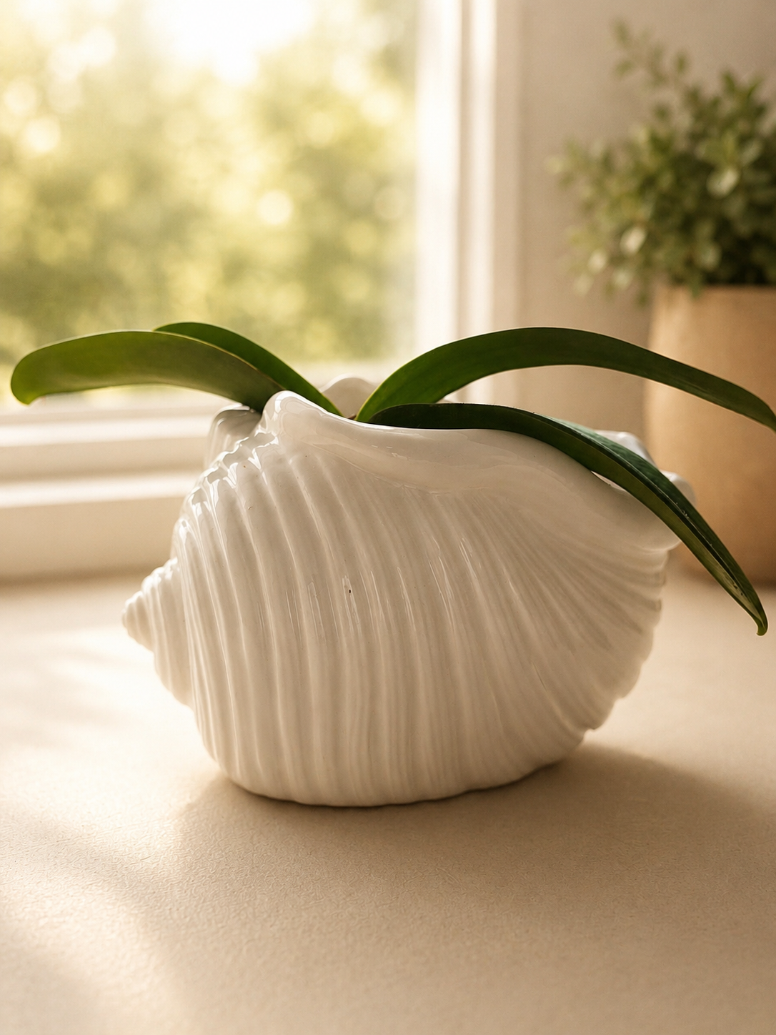 Orchid Plant in Seashell Ceramic Planter