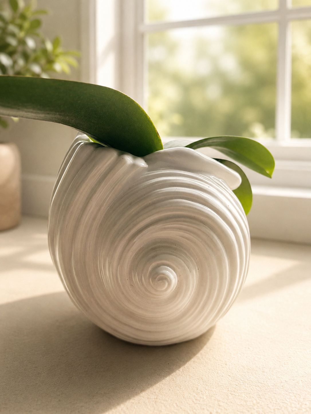 Orchid Plant in Seashell Ceramic Planter