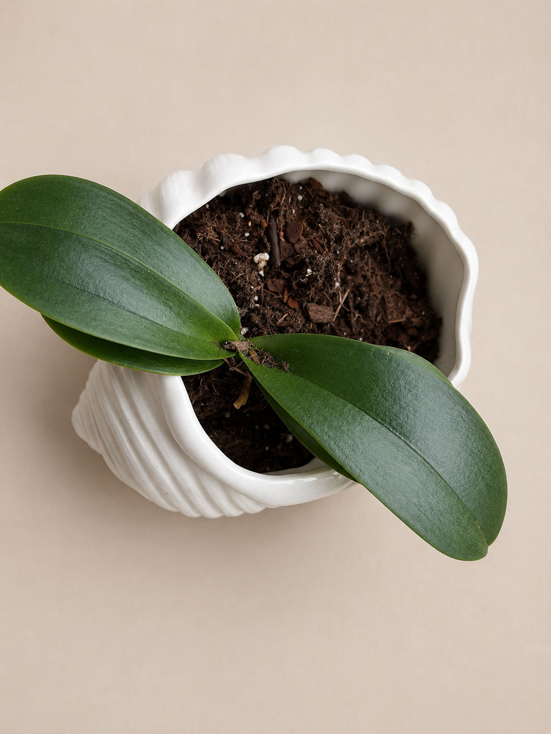 Orchid Plant in Seashell Ceramic Planter