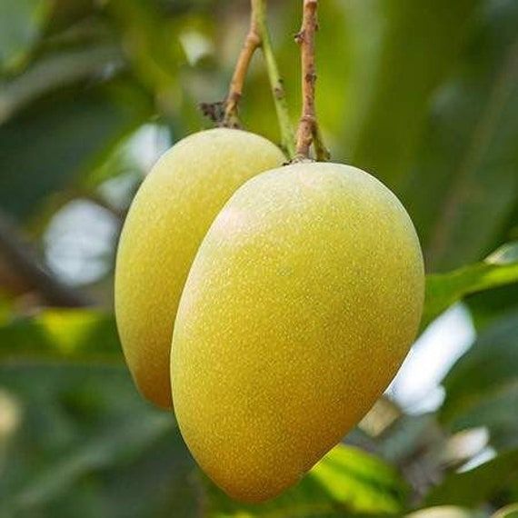 Mallika Mango