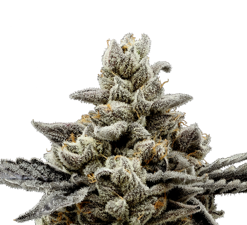 710labs - Randy Watzon