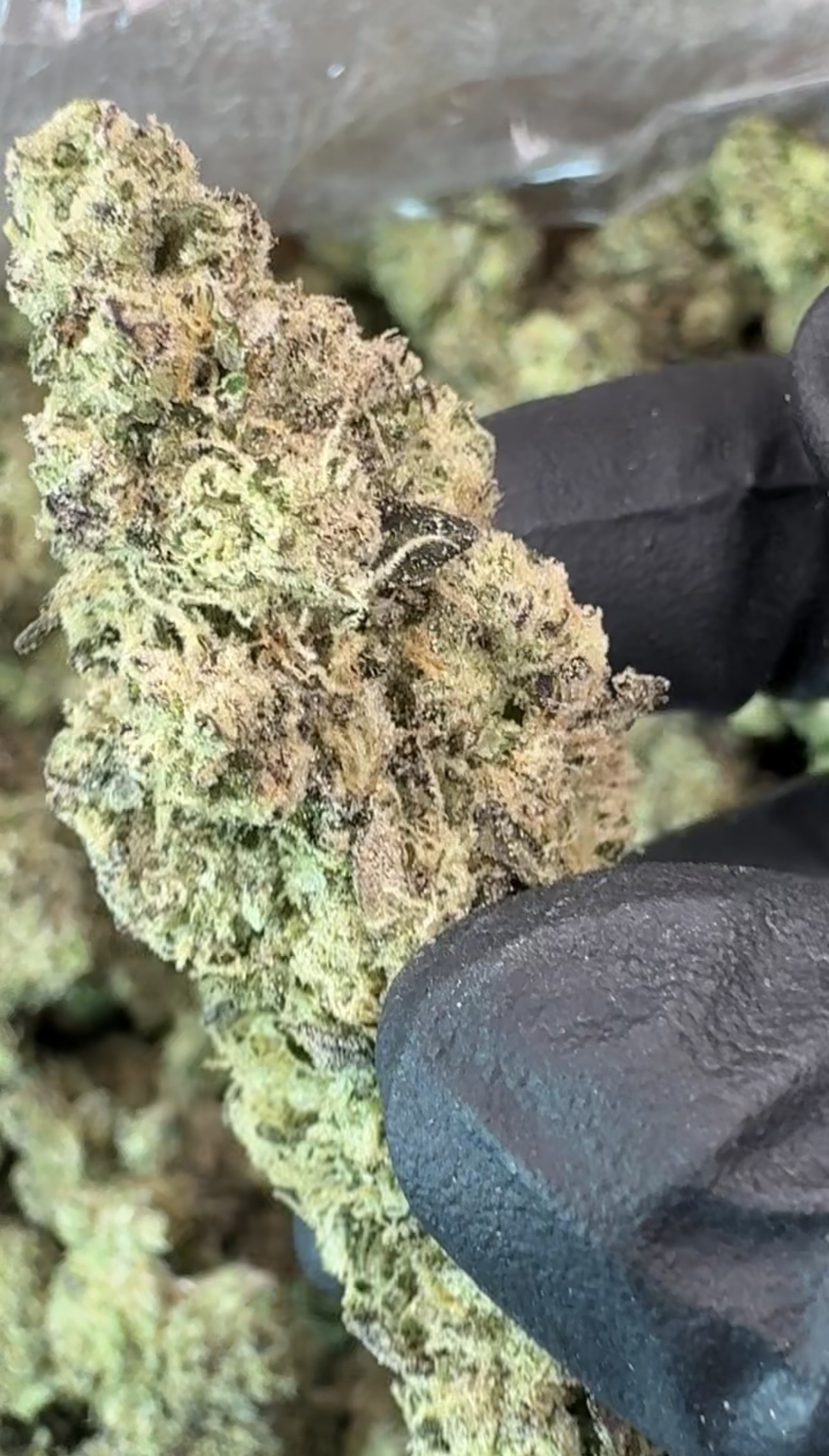 hashburger