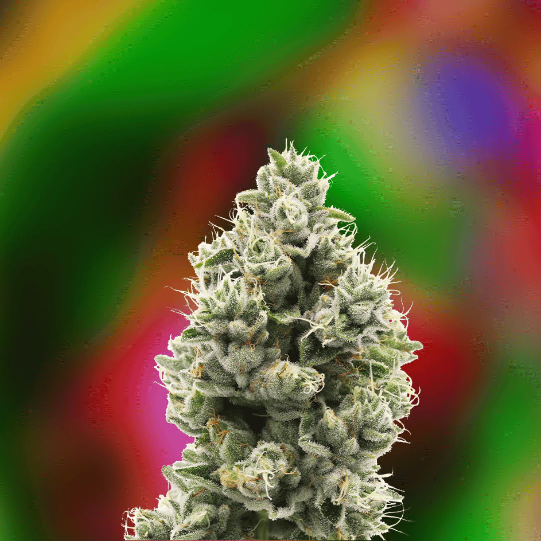 710labs - The Sweeties