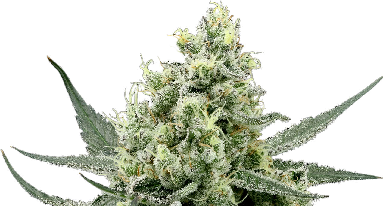 710 Labs - Garlic cocktail