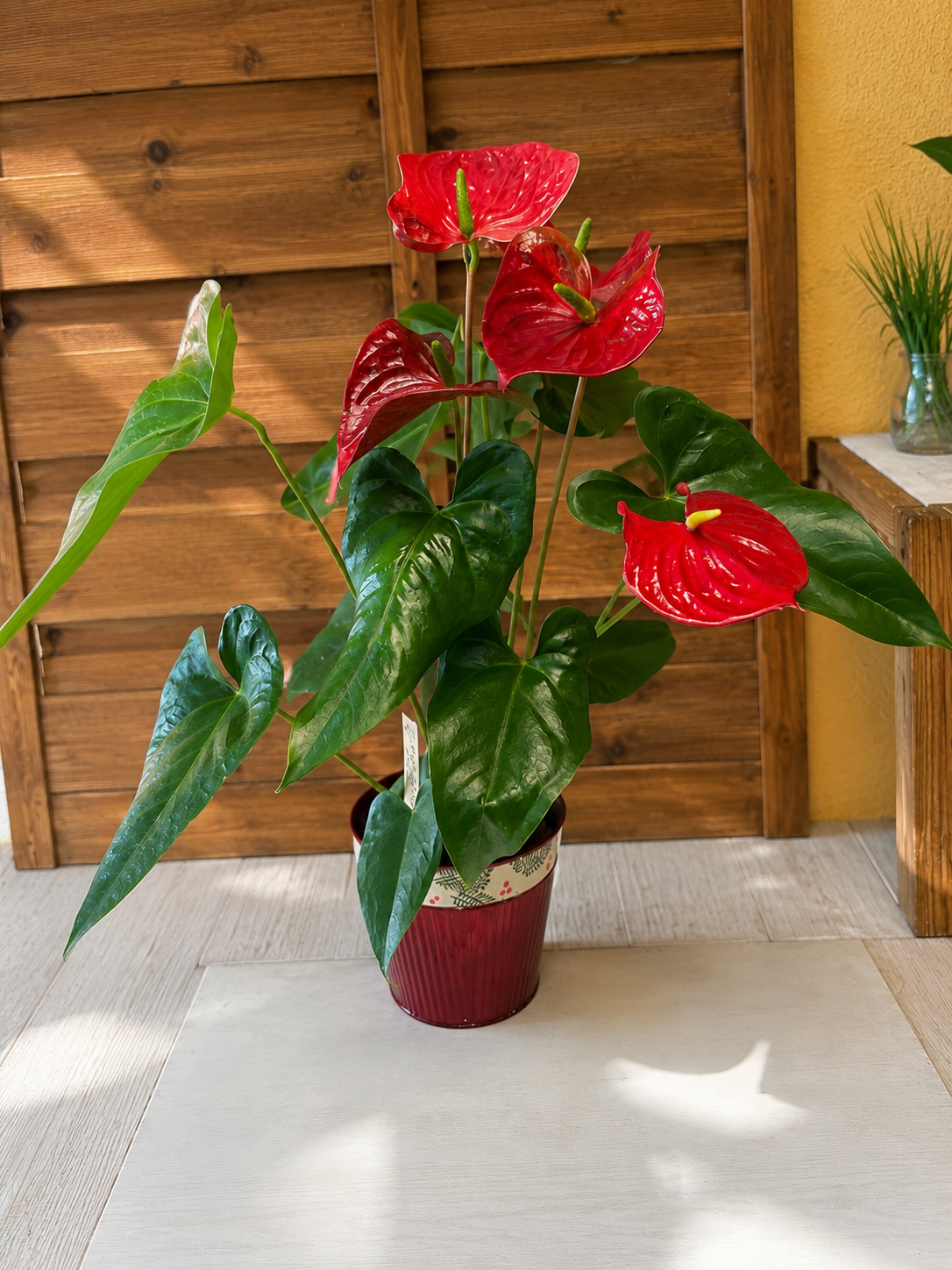 Anthurium Rojo 
