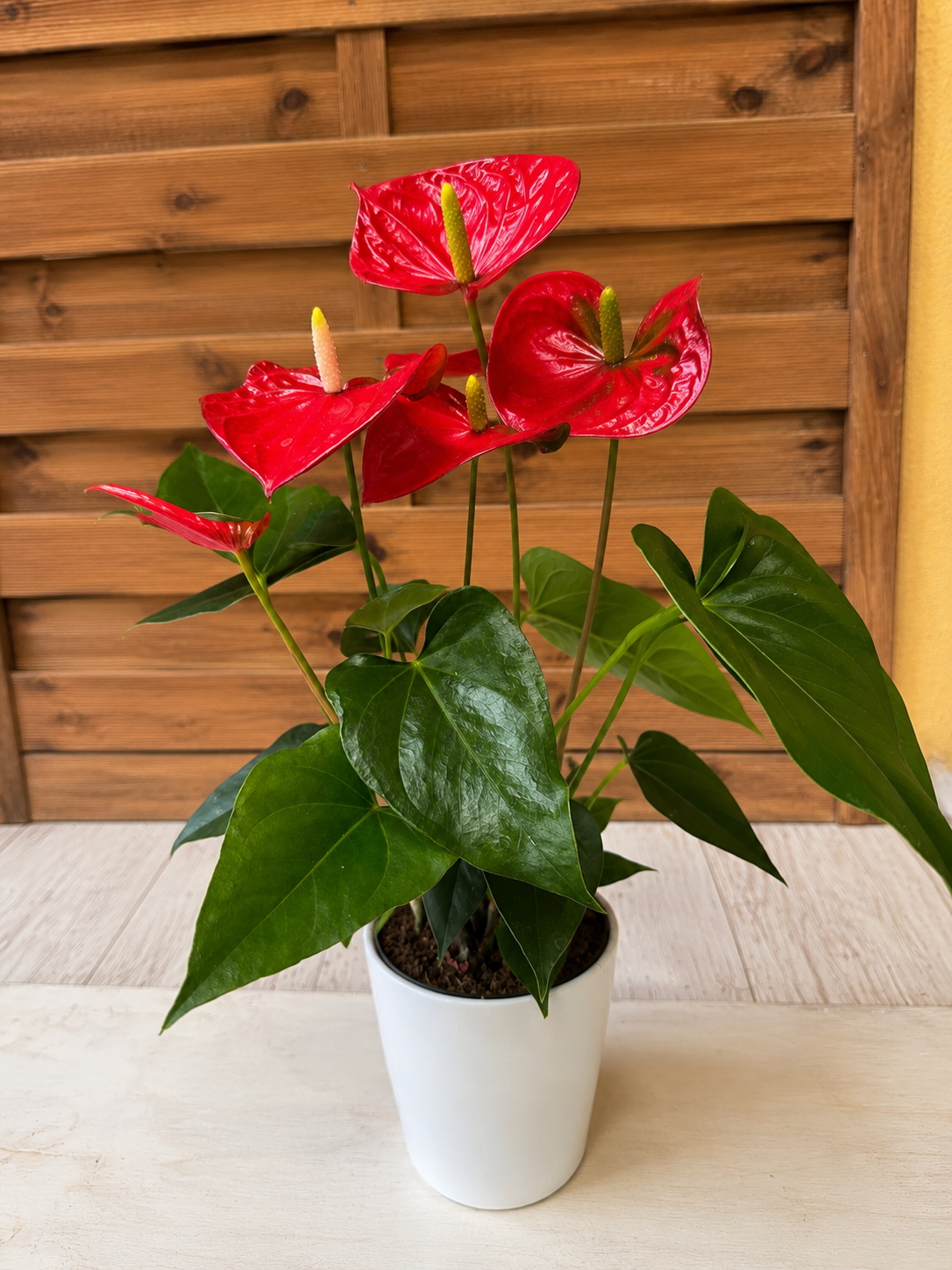 MINI Anthurium Rojo