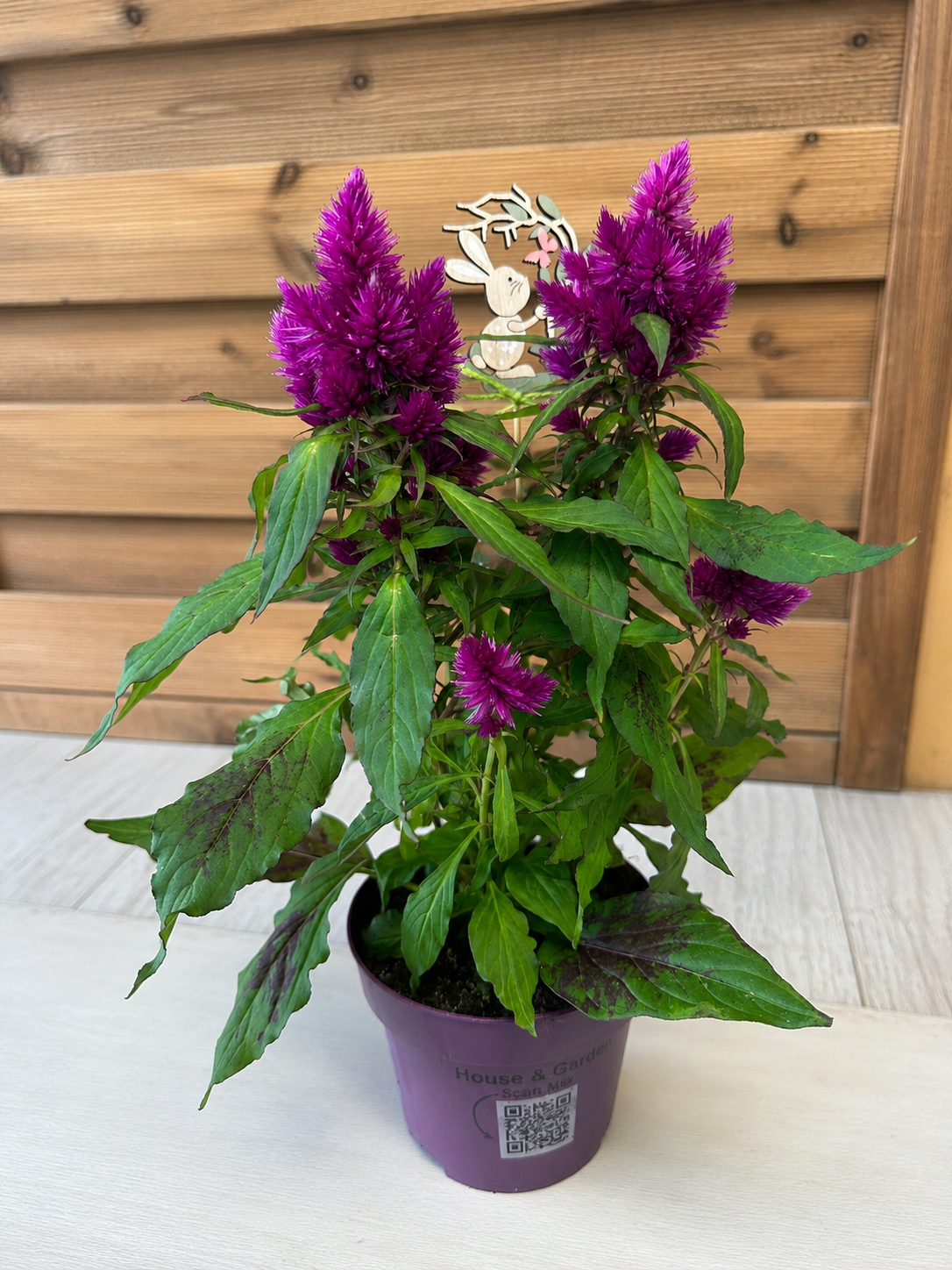 Celosia Plumosa Morada