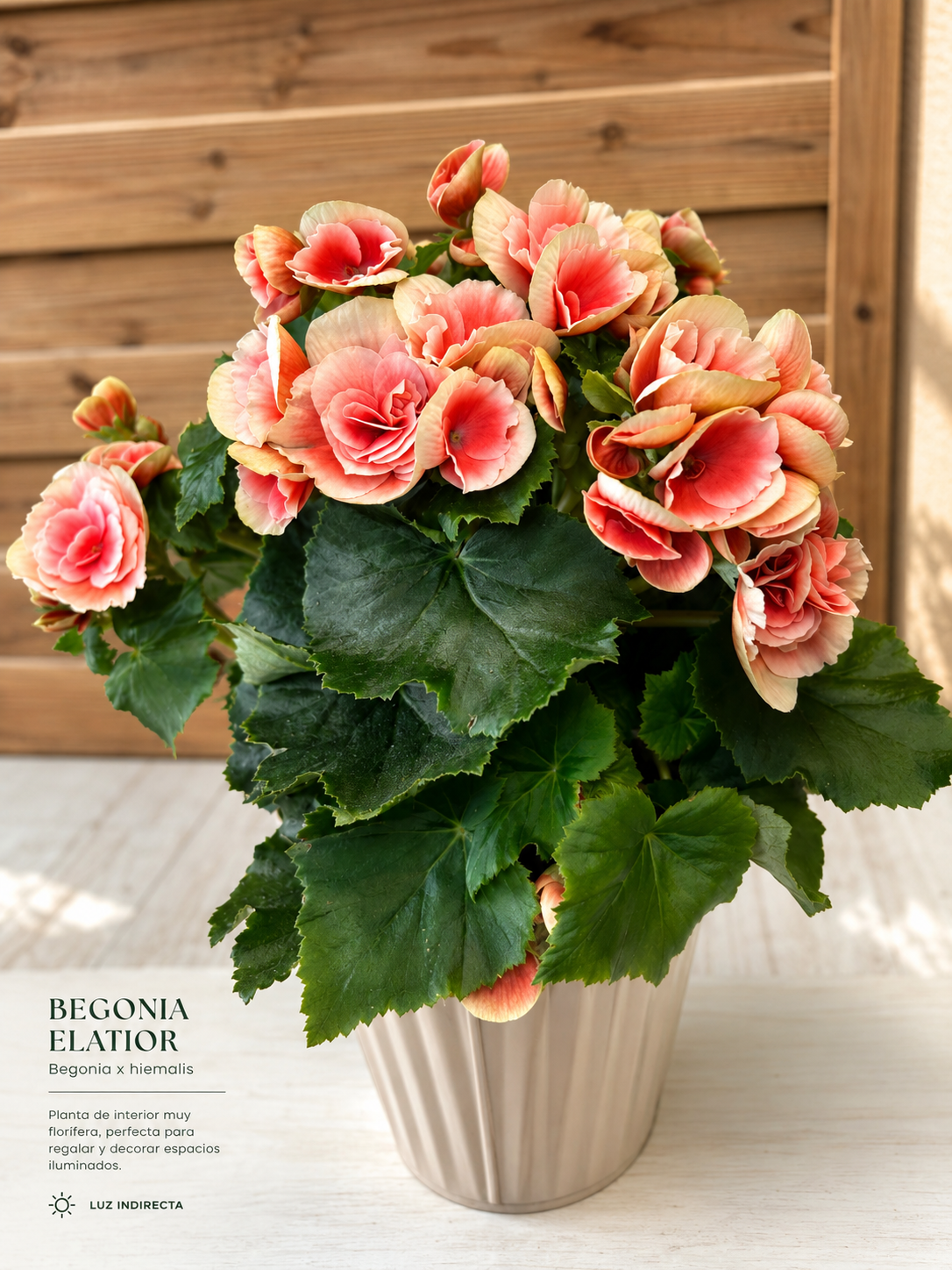 Begonia Elatior