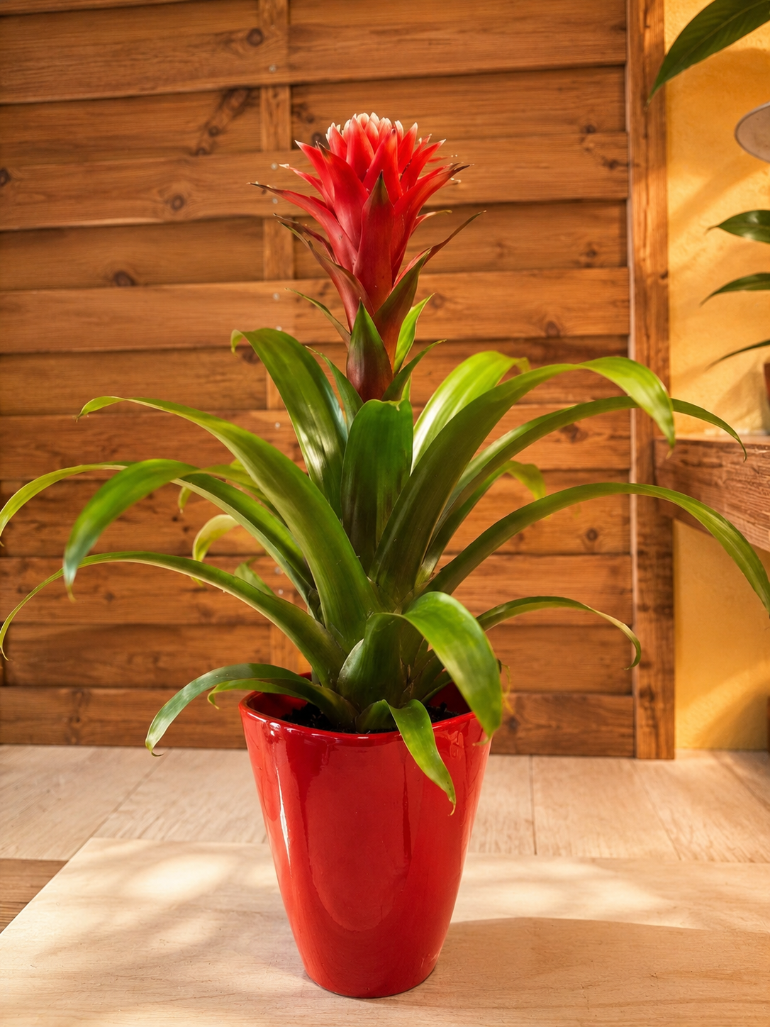 GUZMANIA ROJA