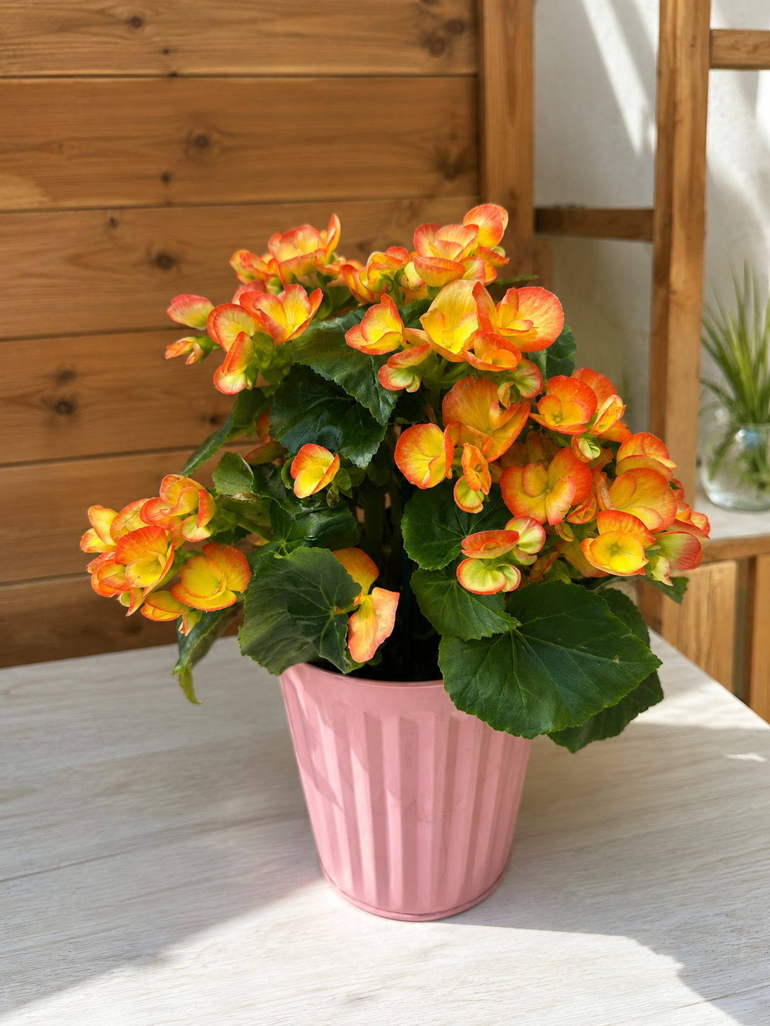 BEGONIA ELATIOR NARANJA