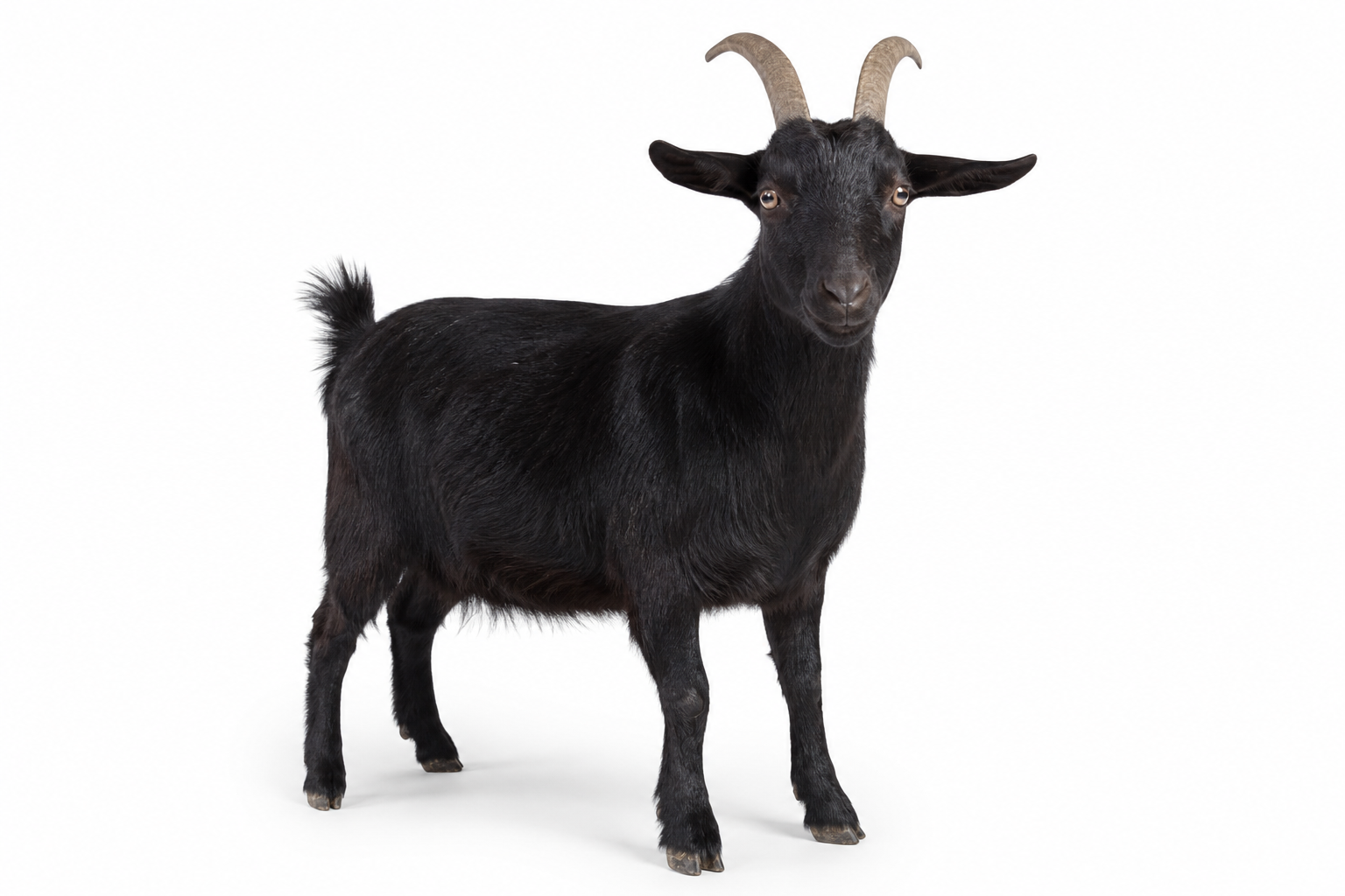 Kambing Hitam Lokal