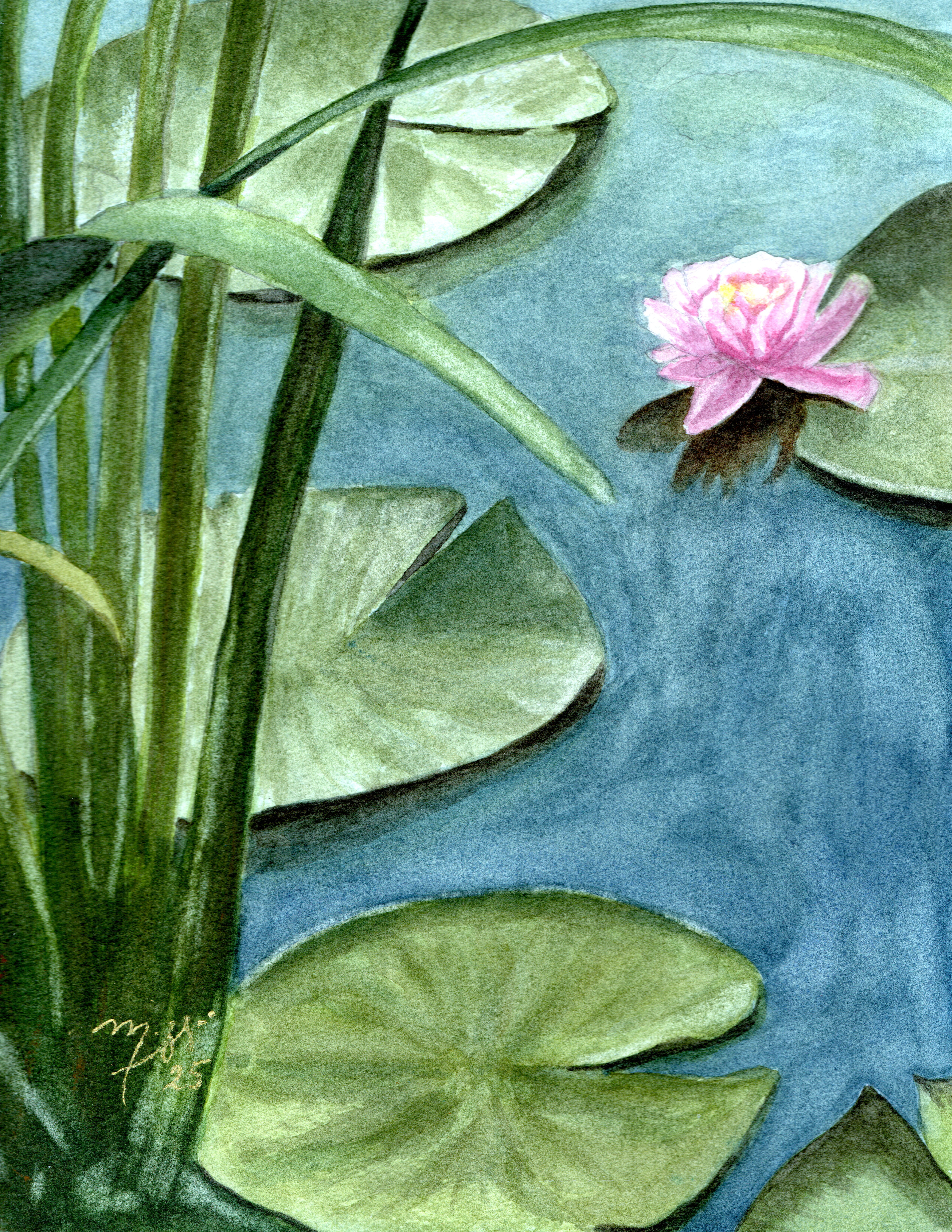 Finding Peace at the Lily Pond 