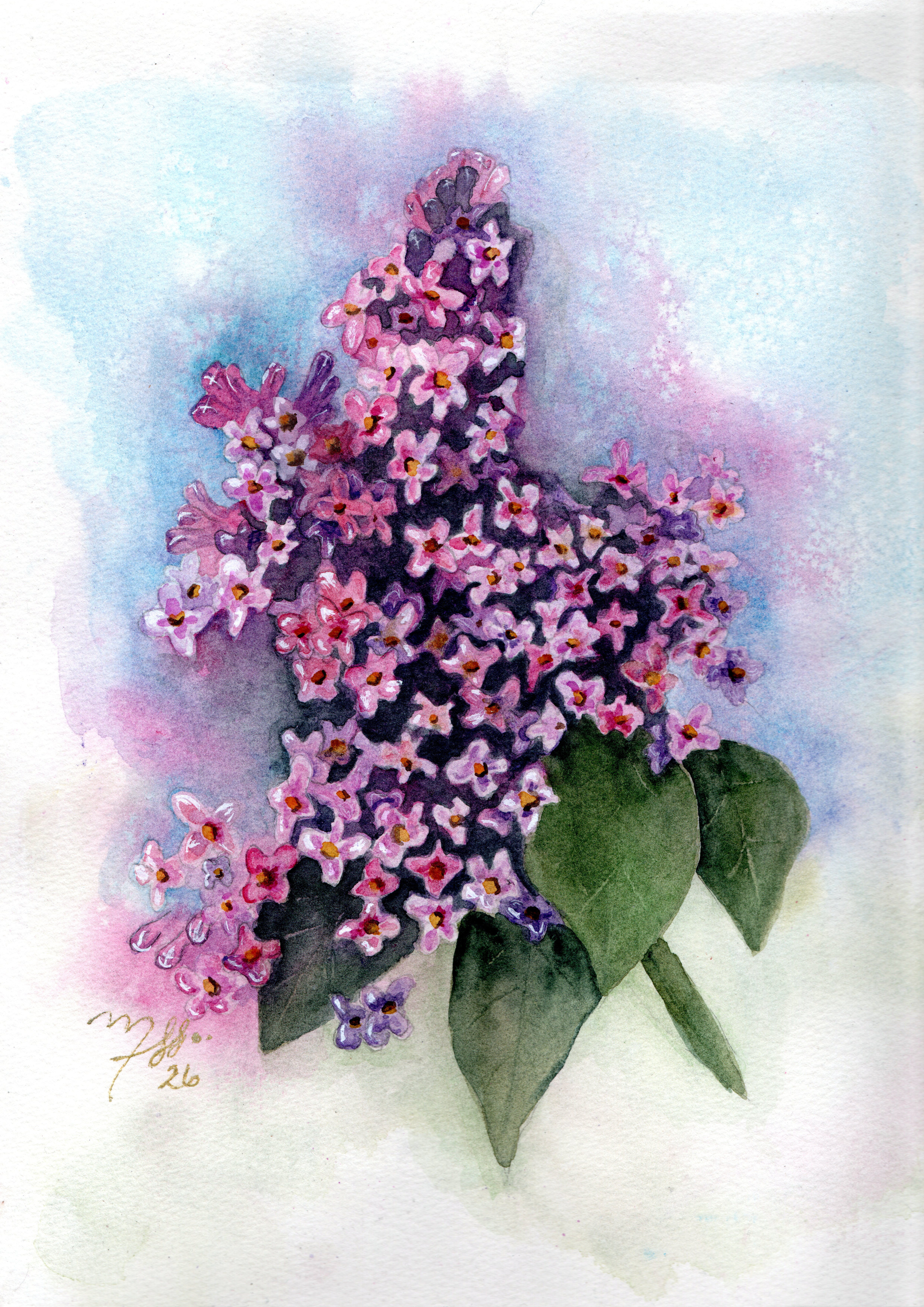 Lilacs in the Spring