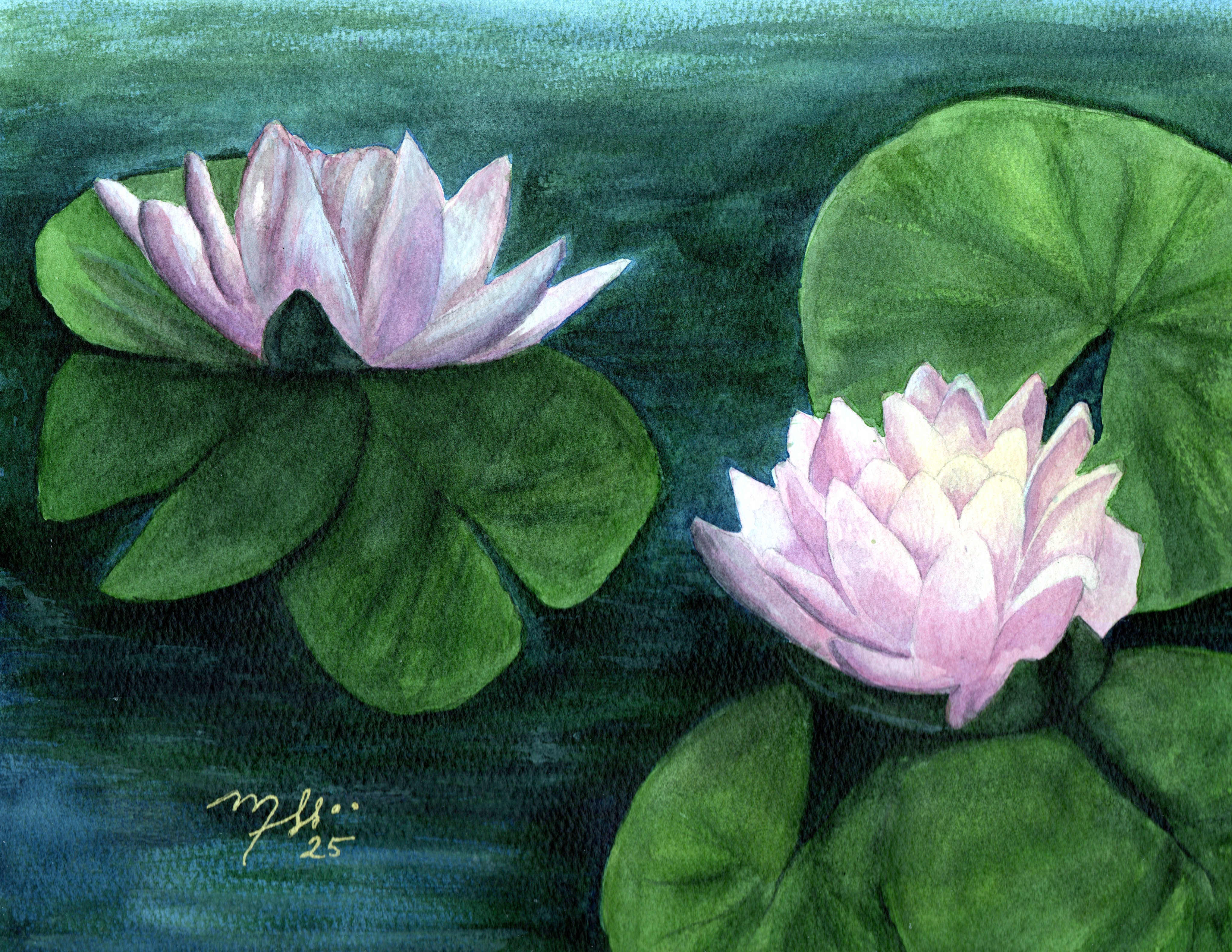 Inner Calm of the Water Lily