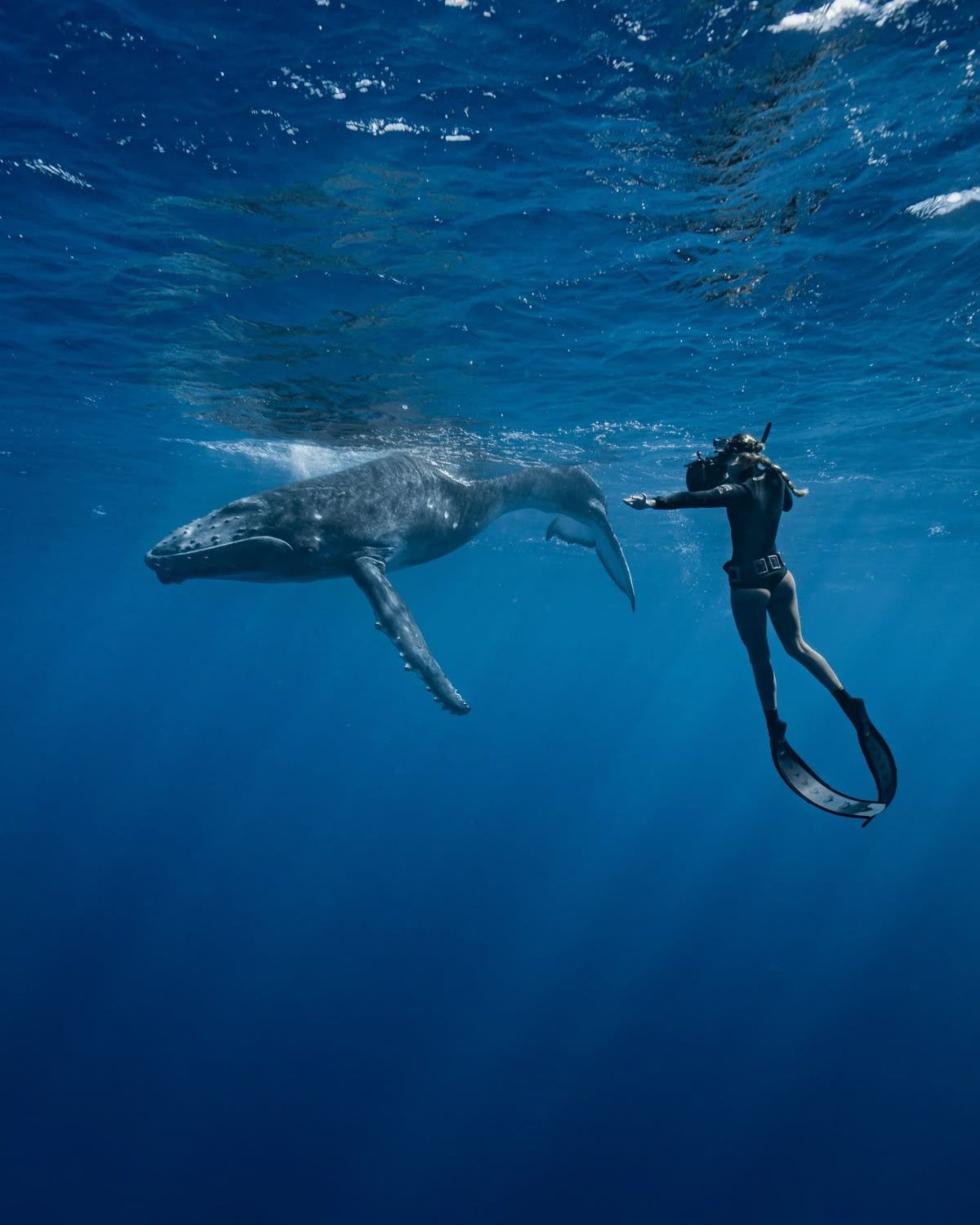 Whale Snorkeling Tour