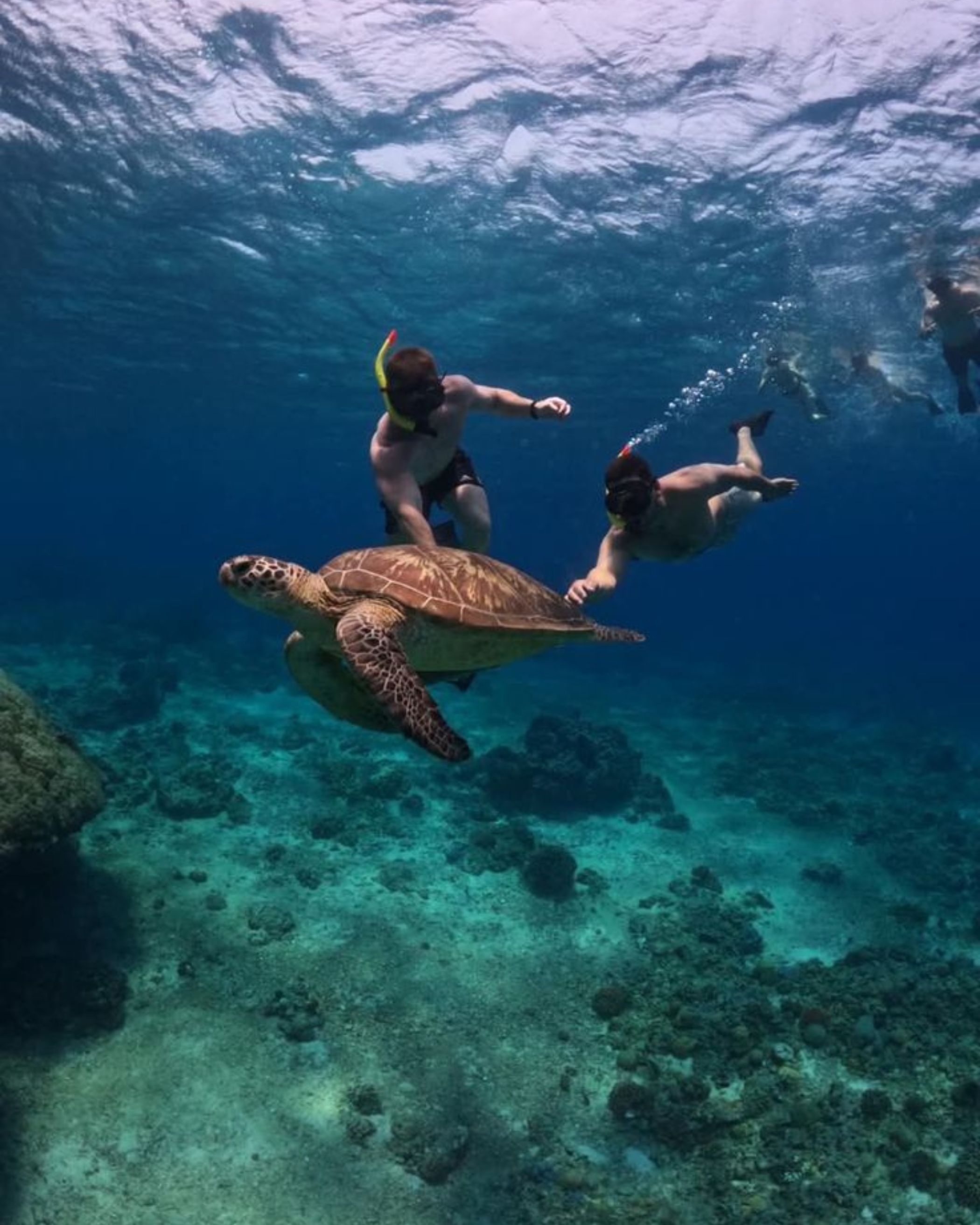Turtle Snorkeling Tour