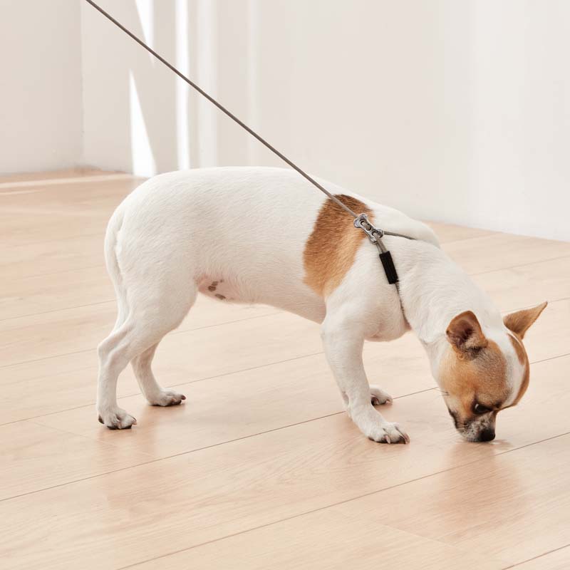 Premium Dog Leash