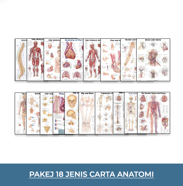18 Anatomy Chart Package
