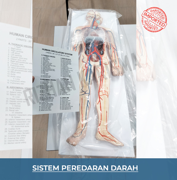 Human Circulatory System Model