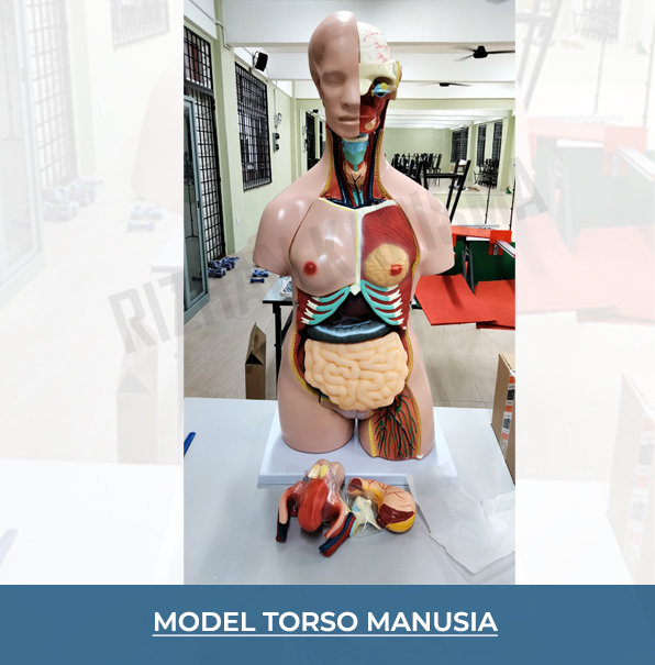 Human Torso Anatomical Model