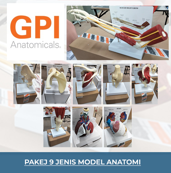 GPI Anatomical Model Set
