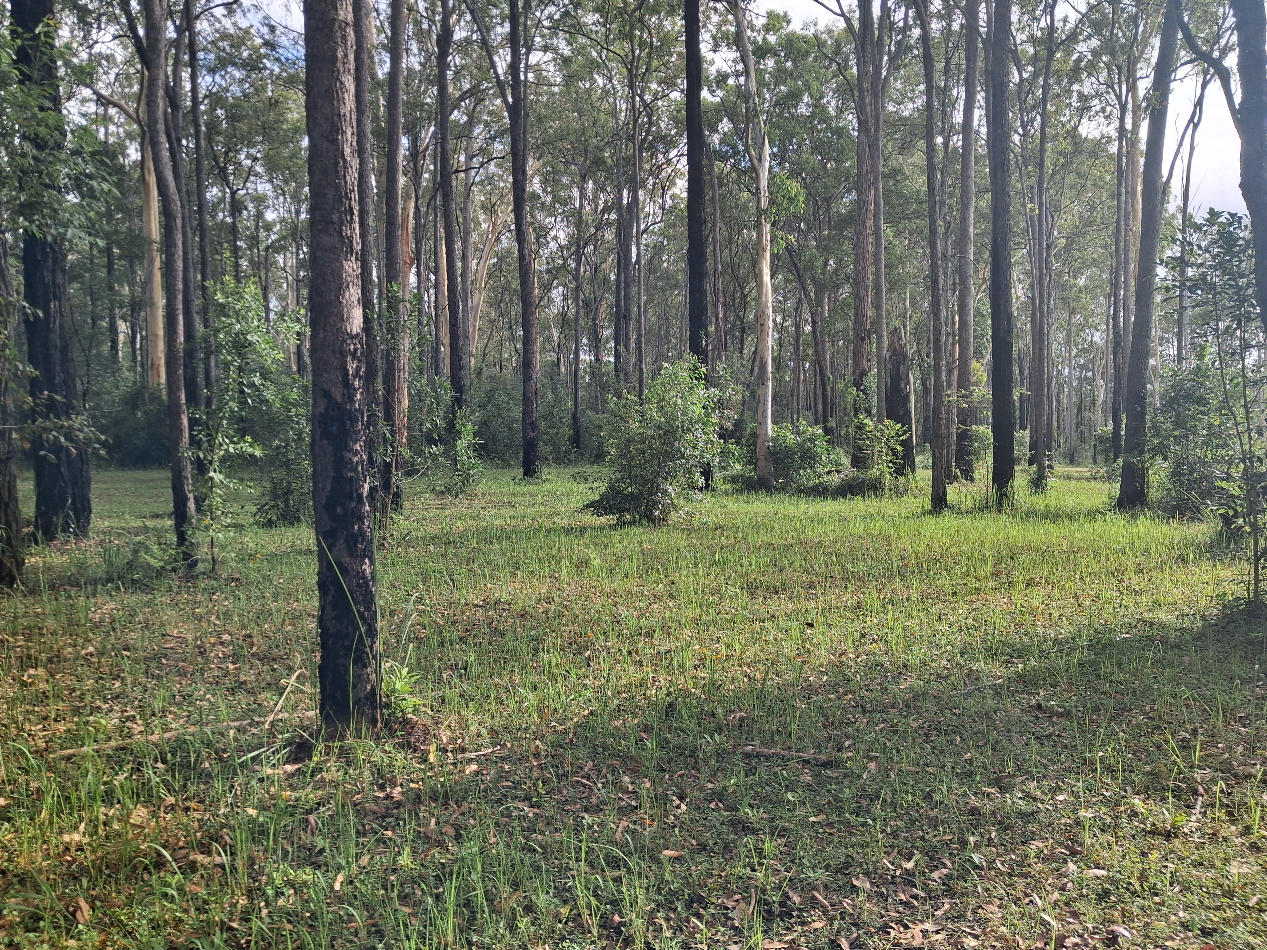 OPEN FOREST CAMP