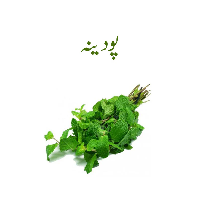Fresh Mint Leaves
