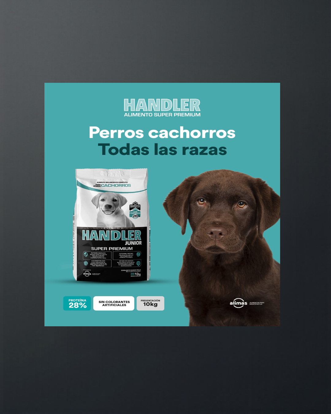 Handler Junior Perros Cachorros