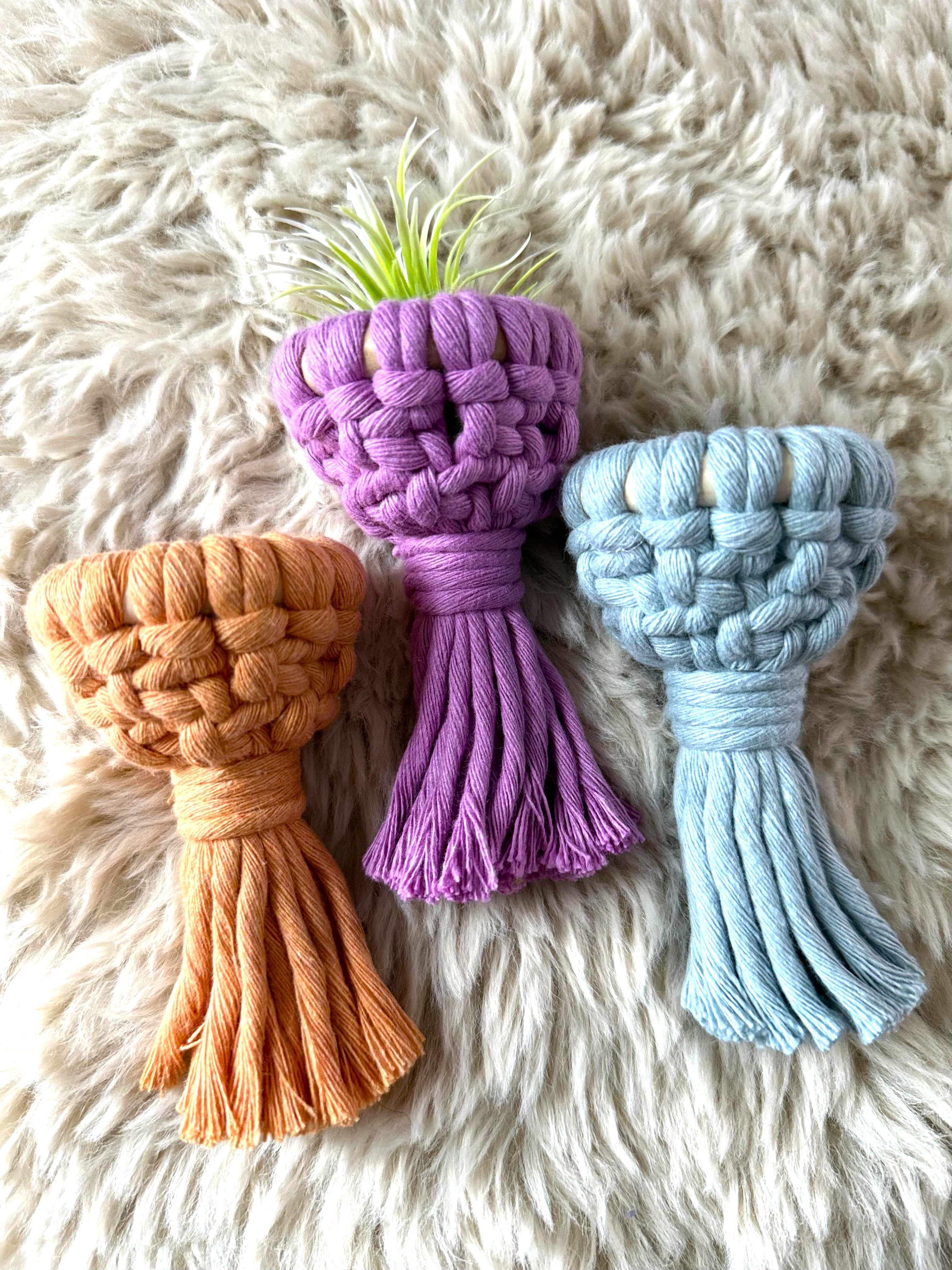 Air Plant Magnet
