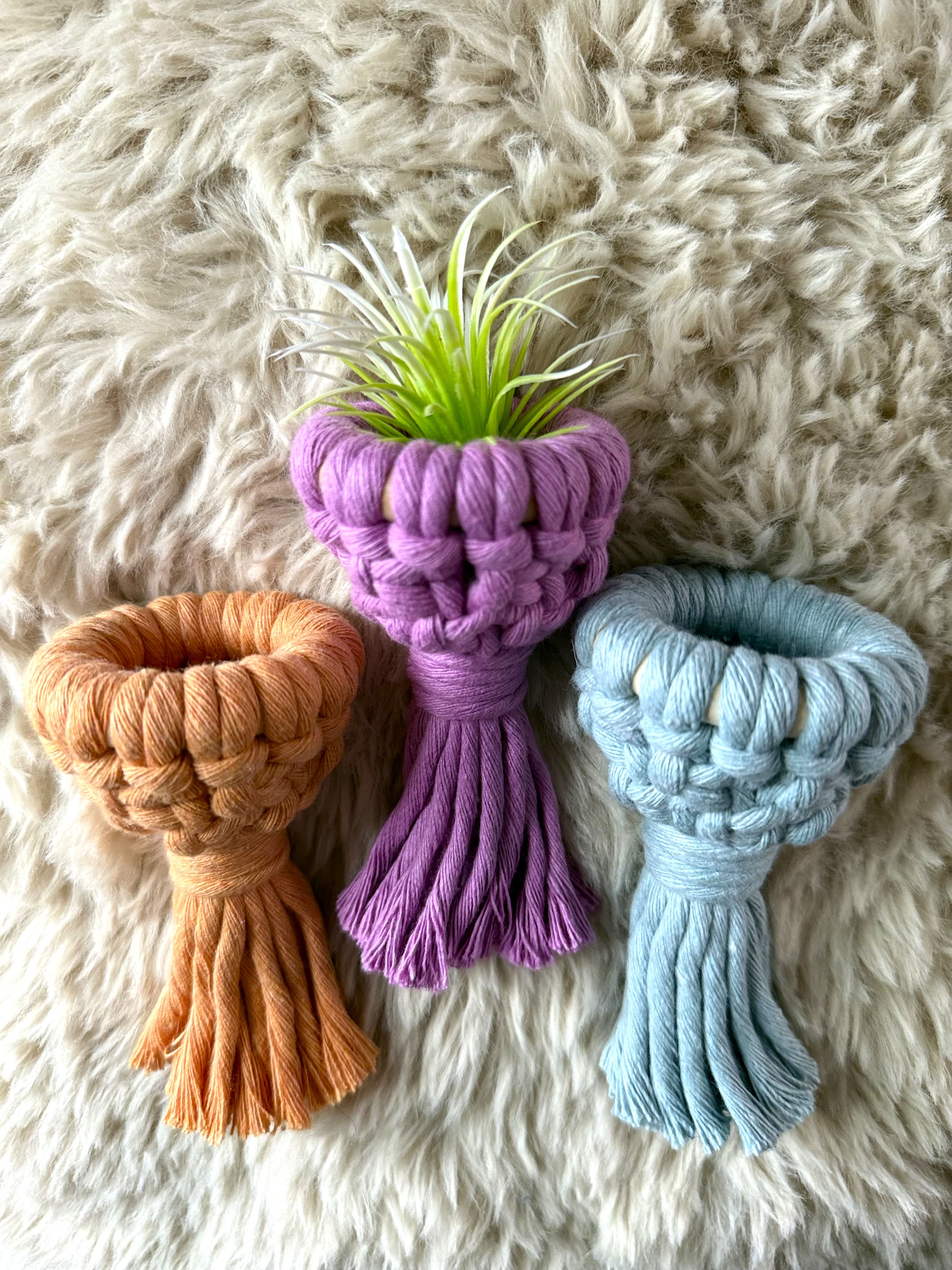 Air Plant Magnet