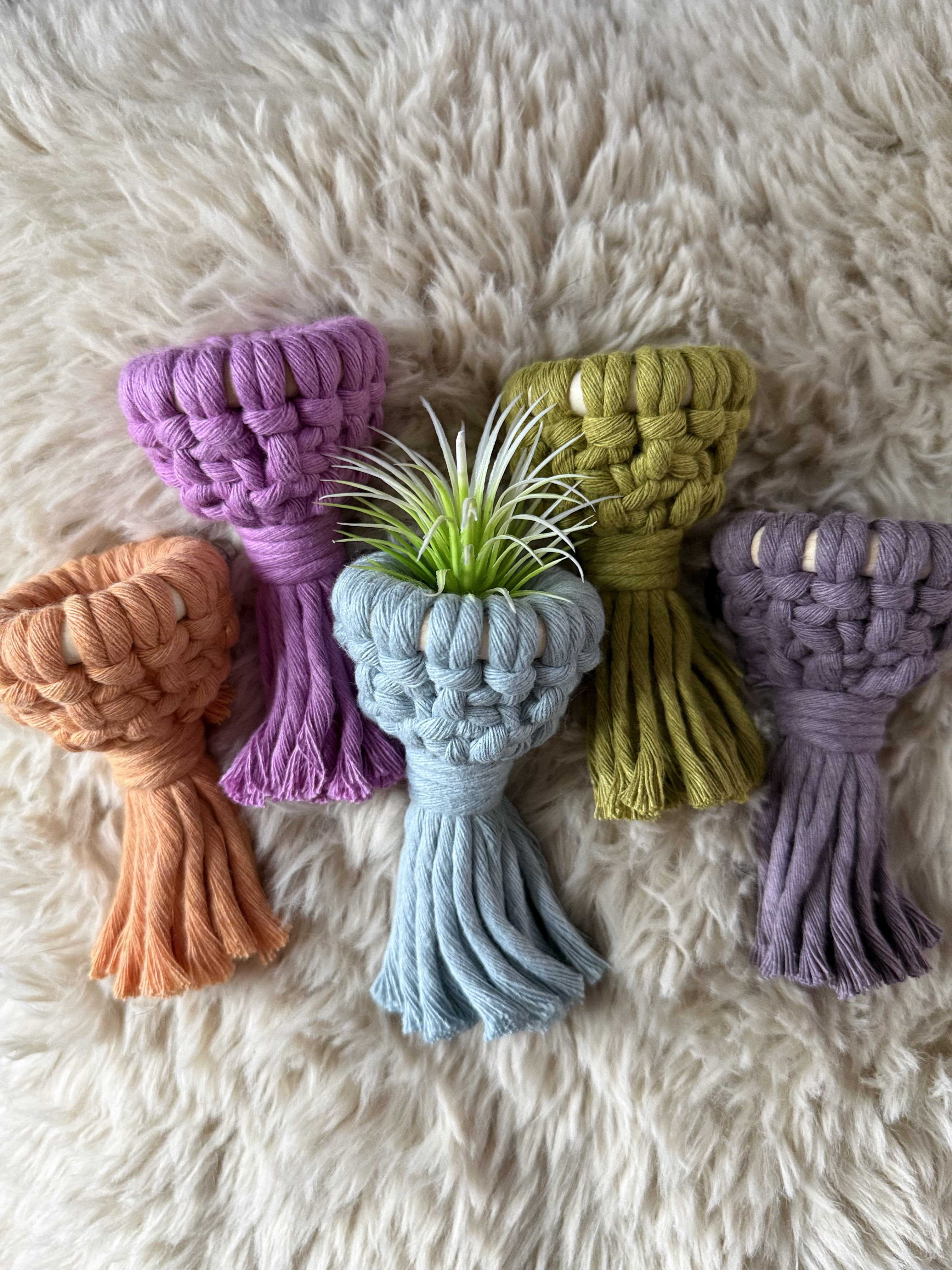 Air Plant Magnet