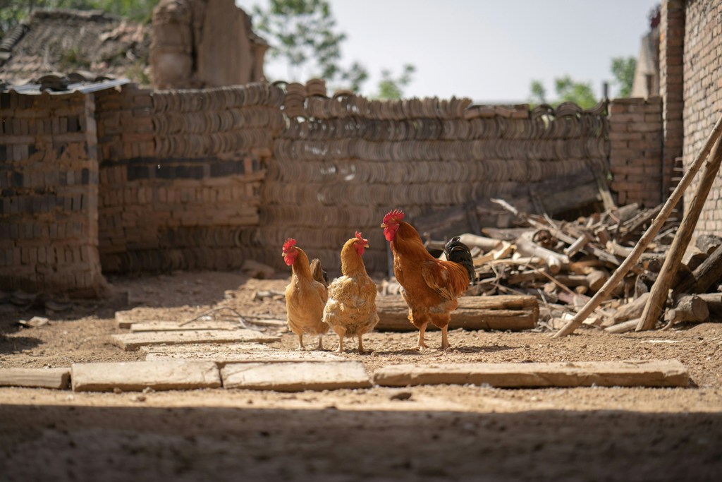Free-Range Chickens