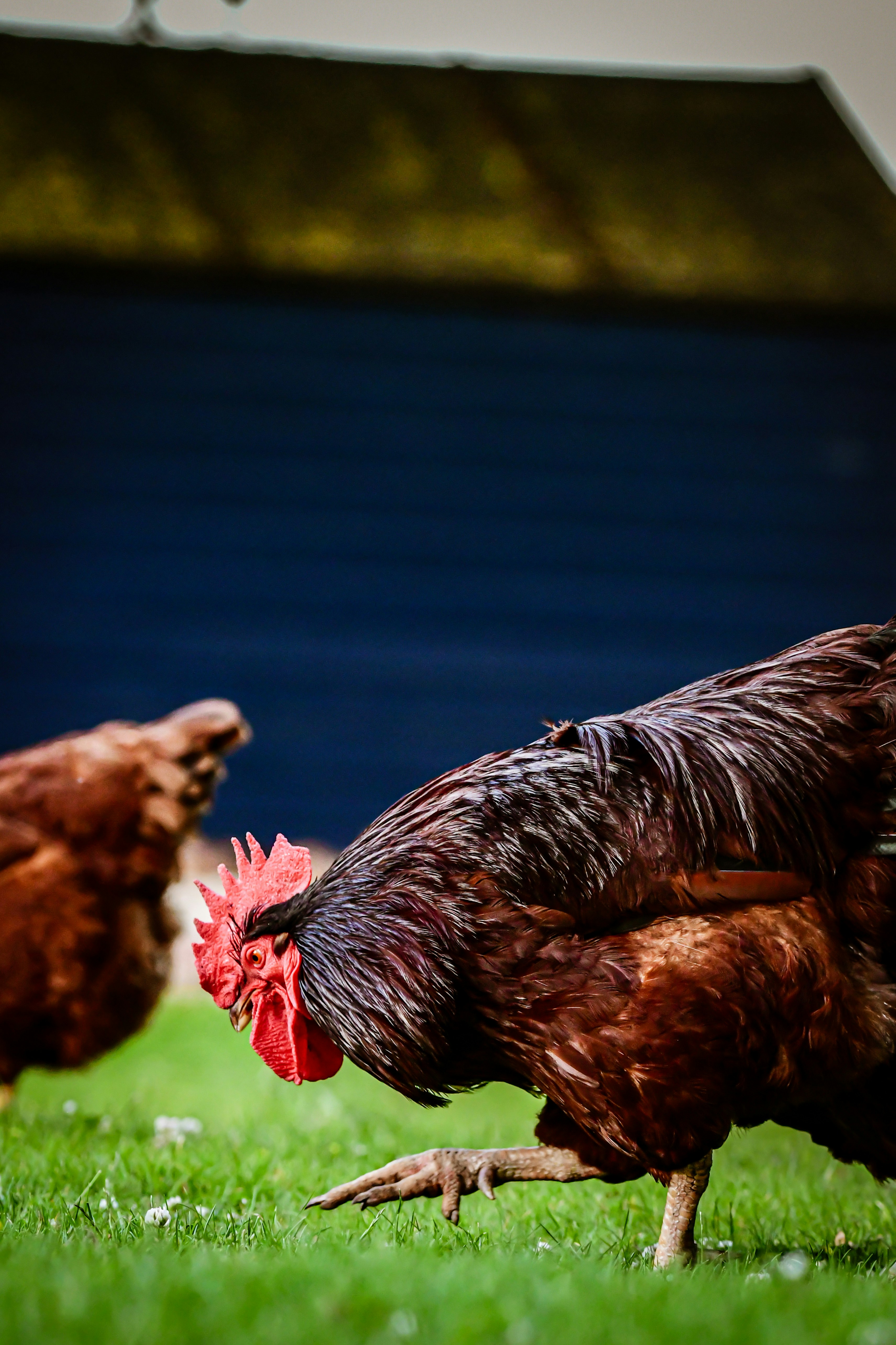 Farm-raised Chicken