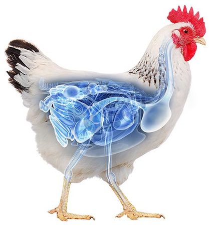 Live Broiler Chicken