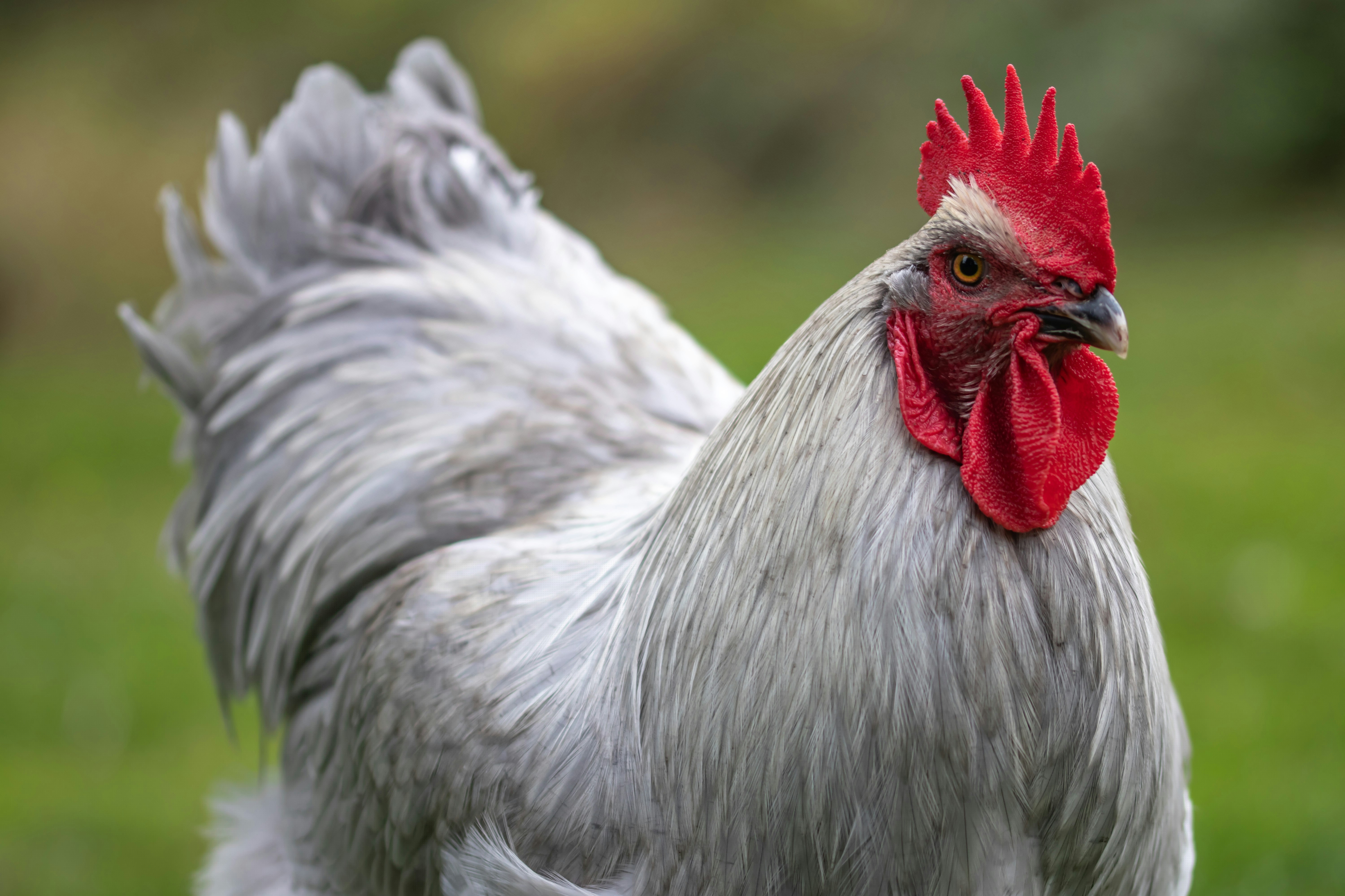 Purebred Grey Rooster