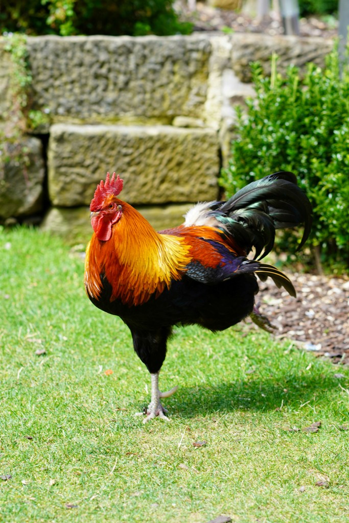 Healthy Rooster