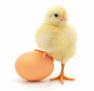 Day-Old Chick and Brown Egg
