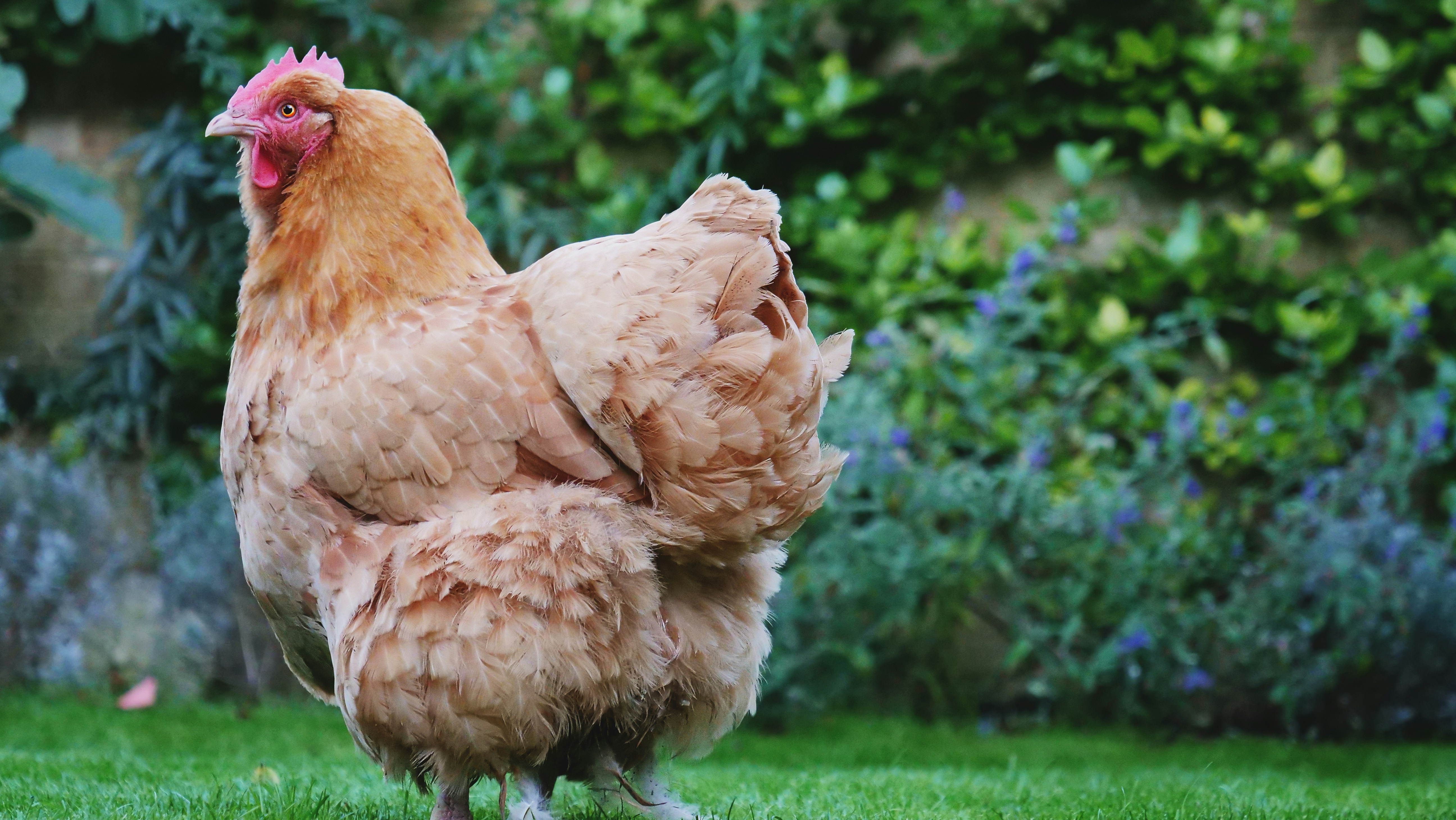 Live Layer Hen